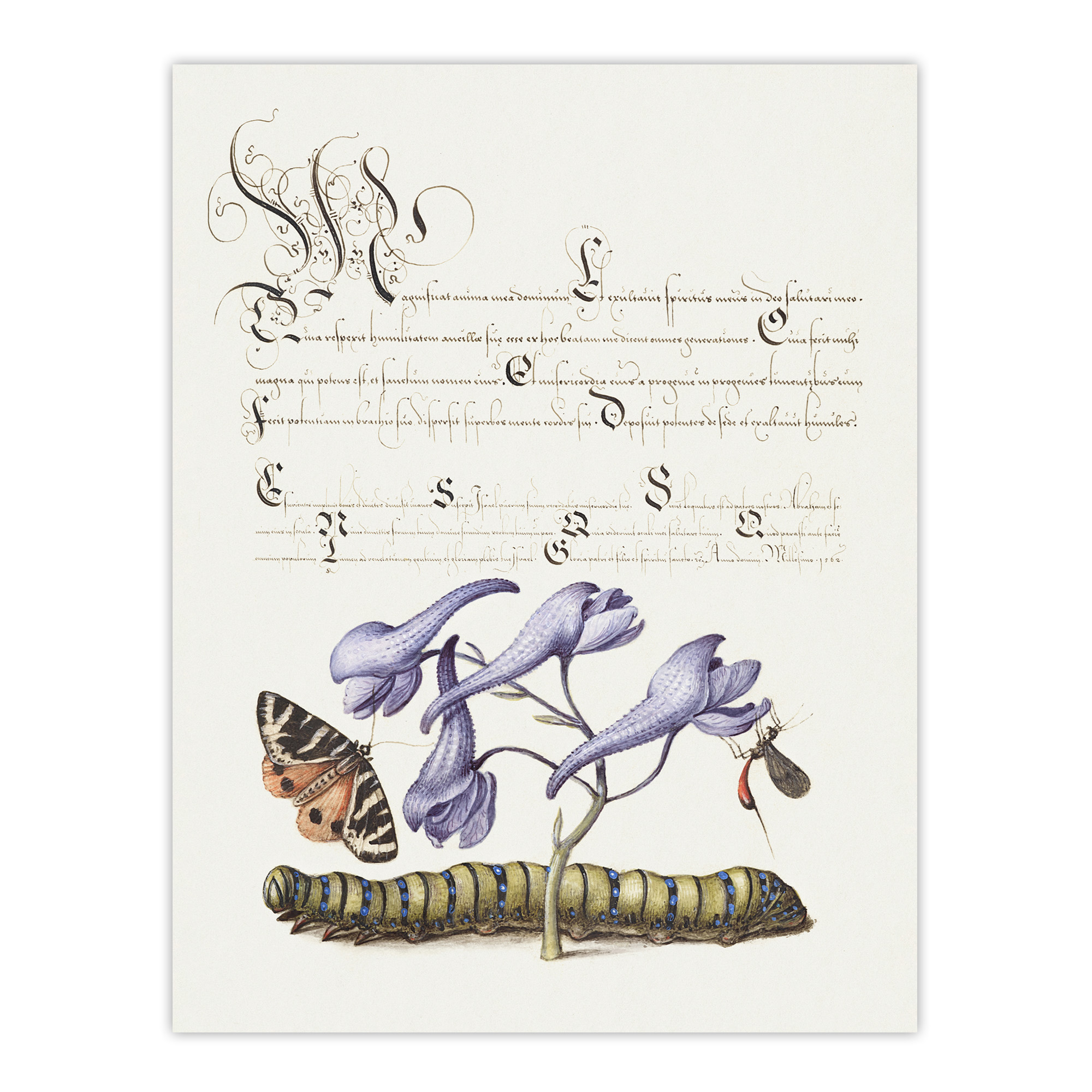 Butterfly Caterpillar and Flower Calligraphy Wall Art Poster Print