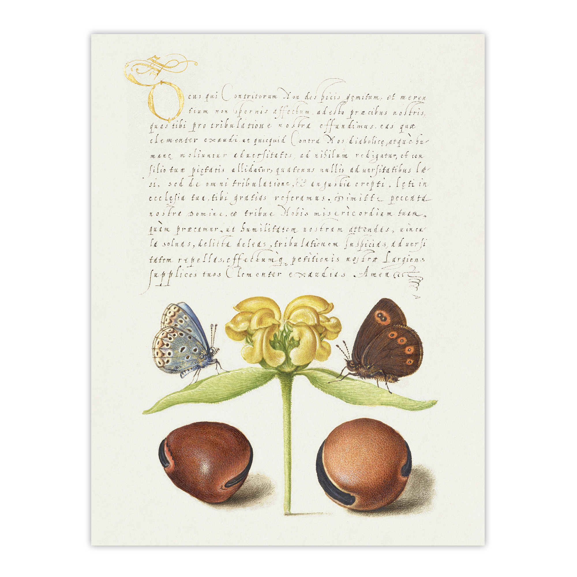 Moths Jerusalem Sage and Beans Calligraphy Wall Art Poster Print