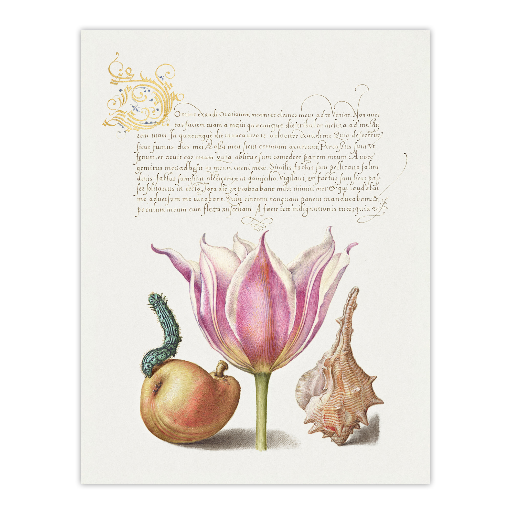 Pear Pink Tulip and Seashell Calligraphy Wall Art Poster Print