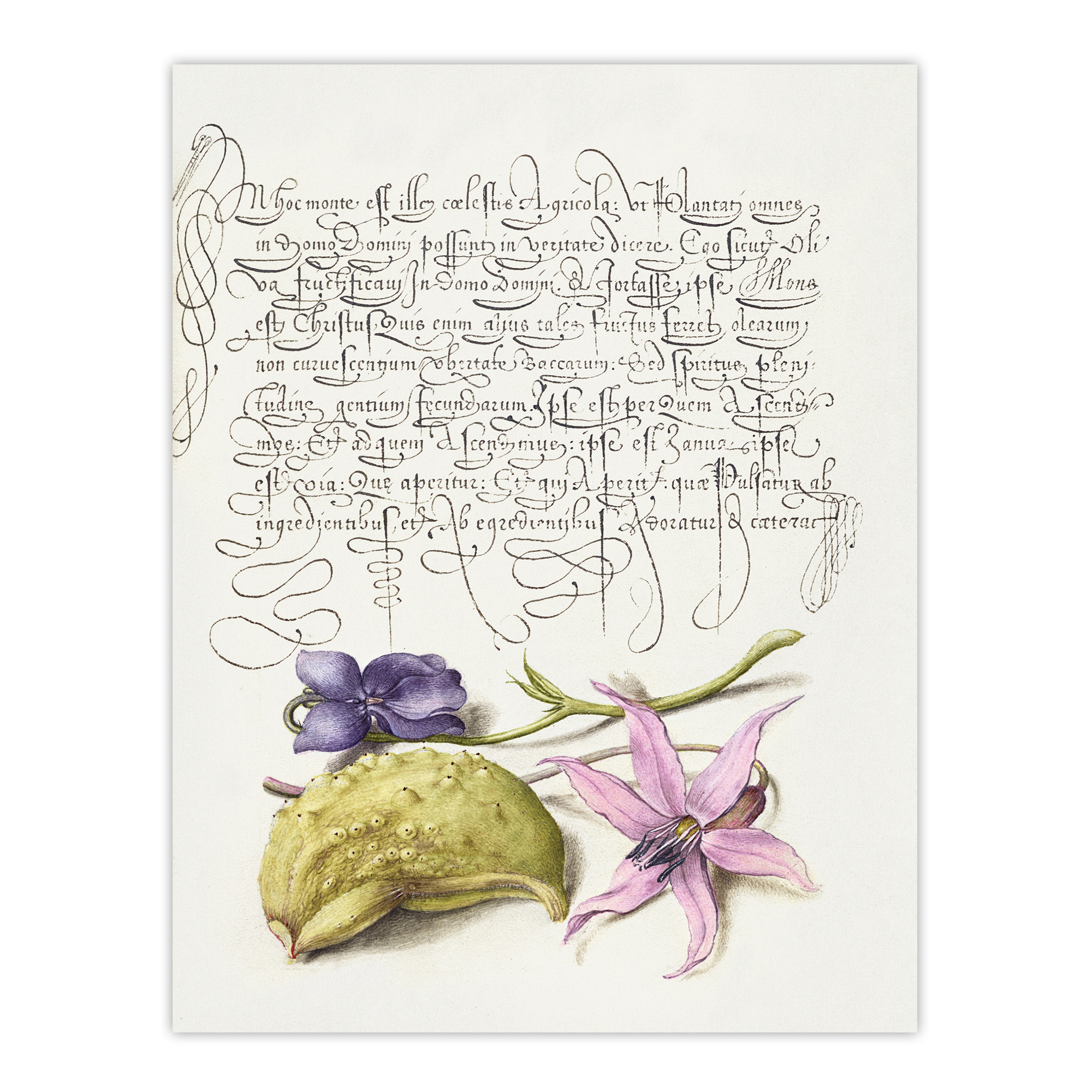 Violet Blooms and Gourd Calligraphy Wall Art Poster Print
