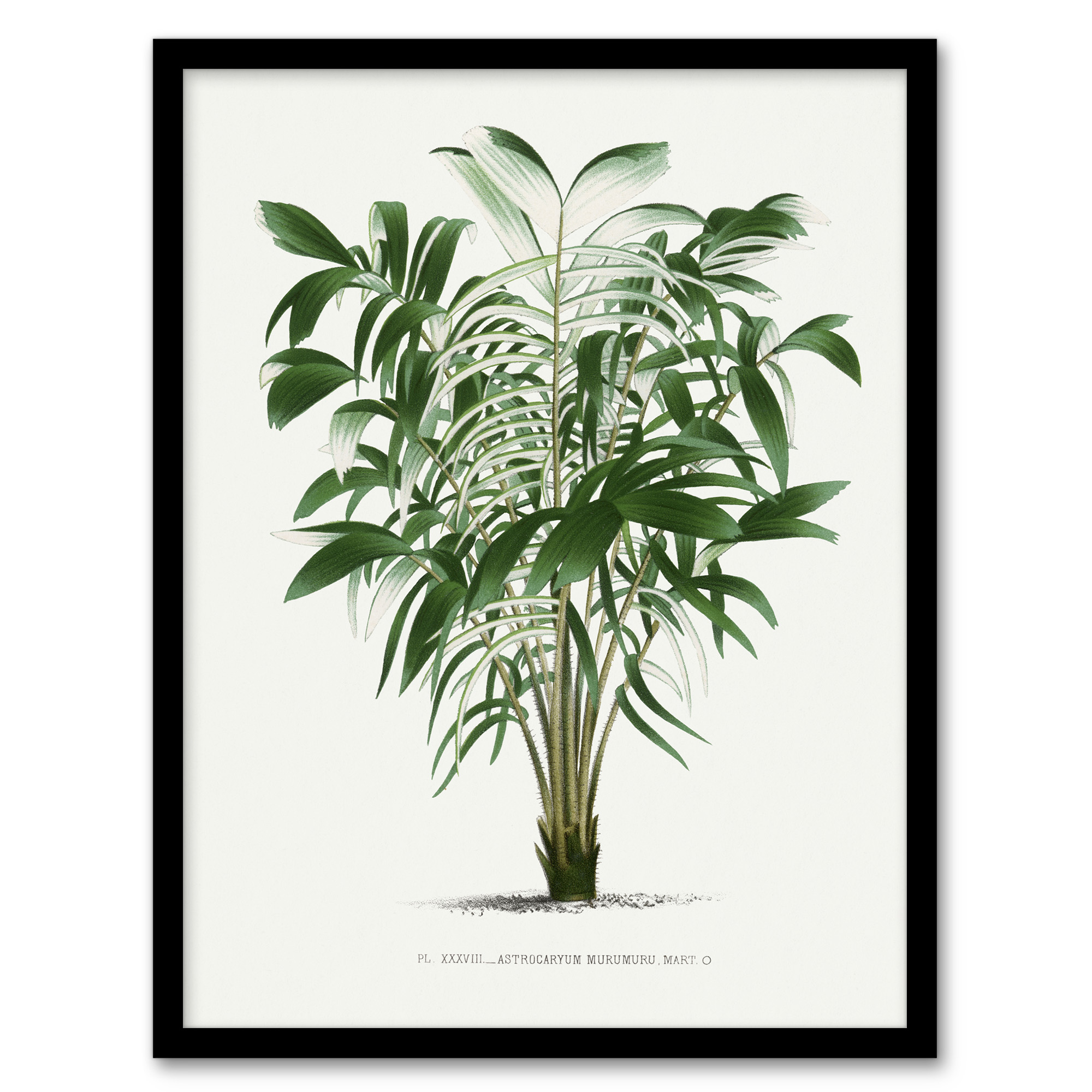 Astrocaryum Murumuru Palm Tree Kerchove Wall Art Poster Print