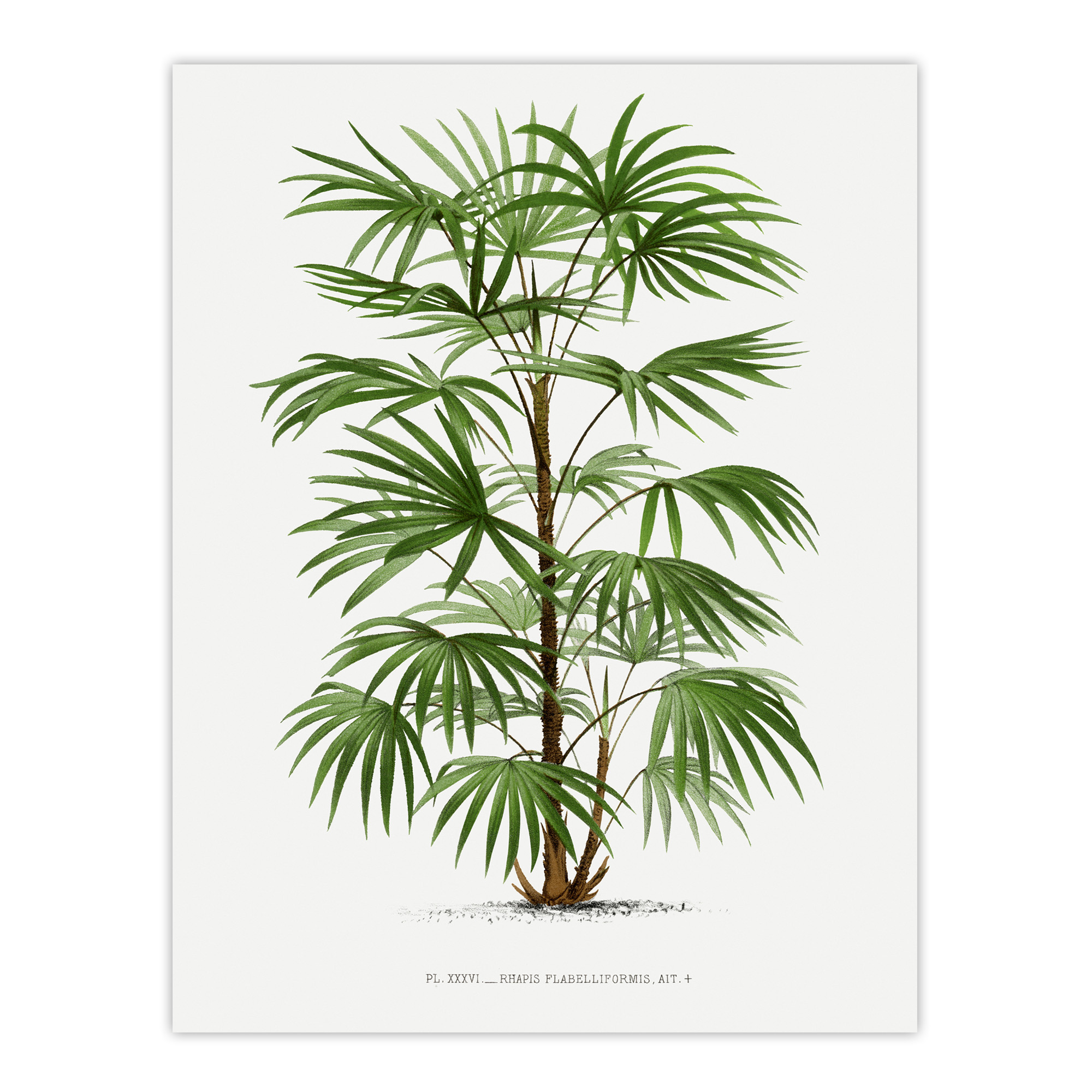 Rhapis Flabelliformis Palm Tree Kerchove Wall Art Poster Print