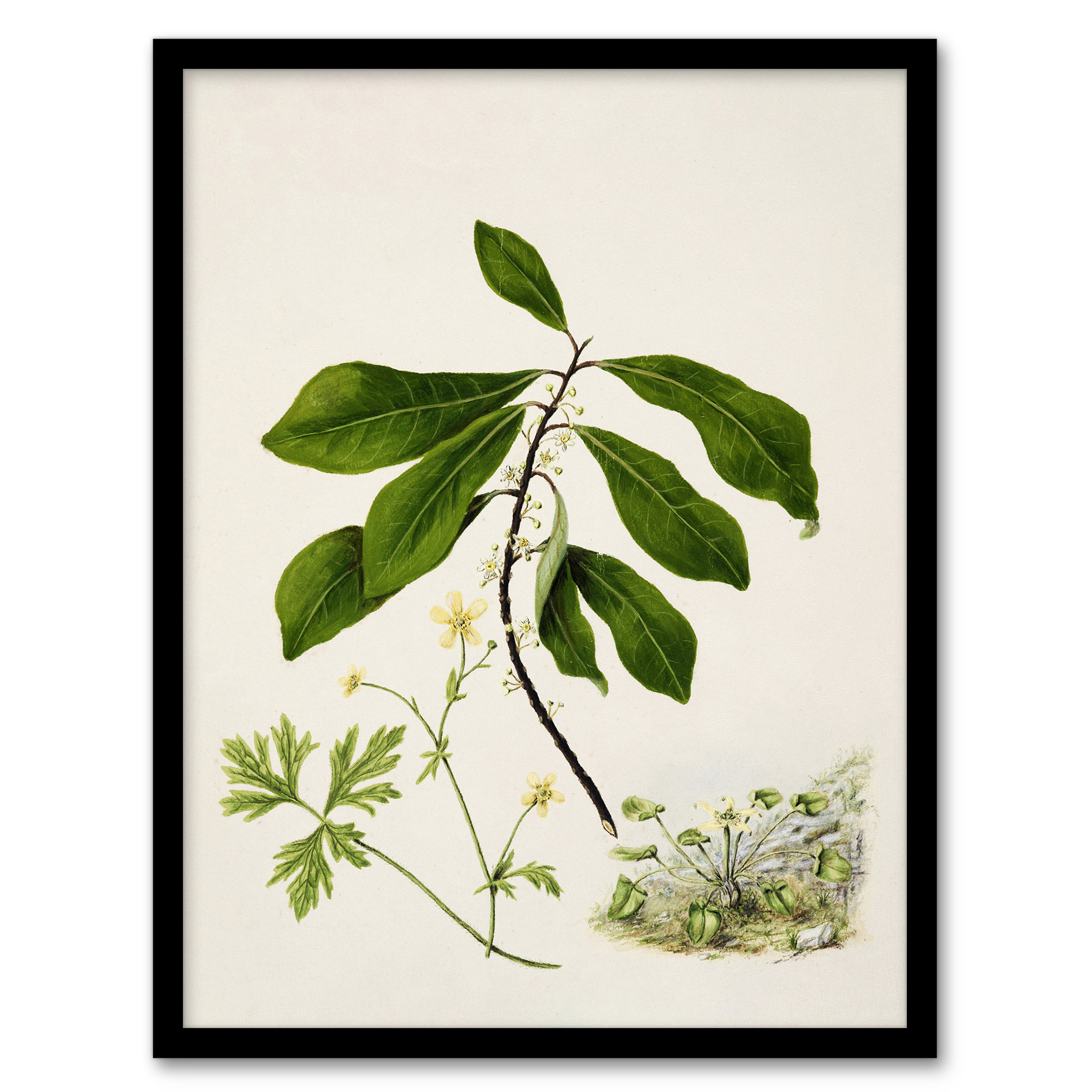 Sarah Featon Framed Wall Art Caltha New Zealand Marsh Marigold Plant Home Décor