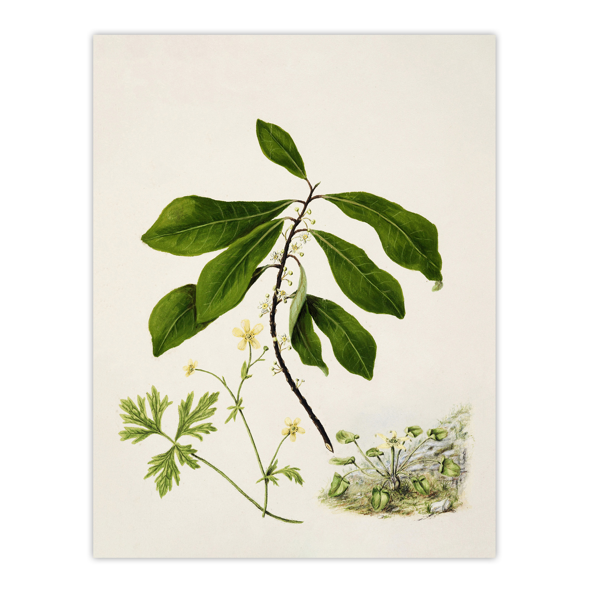 Caltha New Zealand Marsh Marigold Plant Featon Wall Art Poster Print