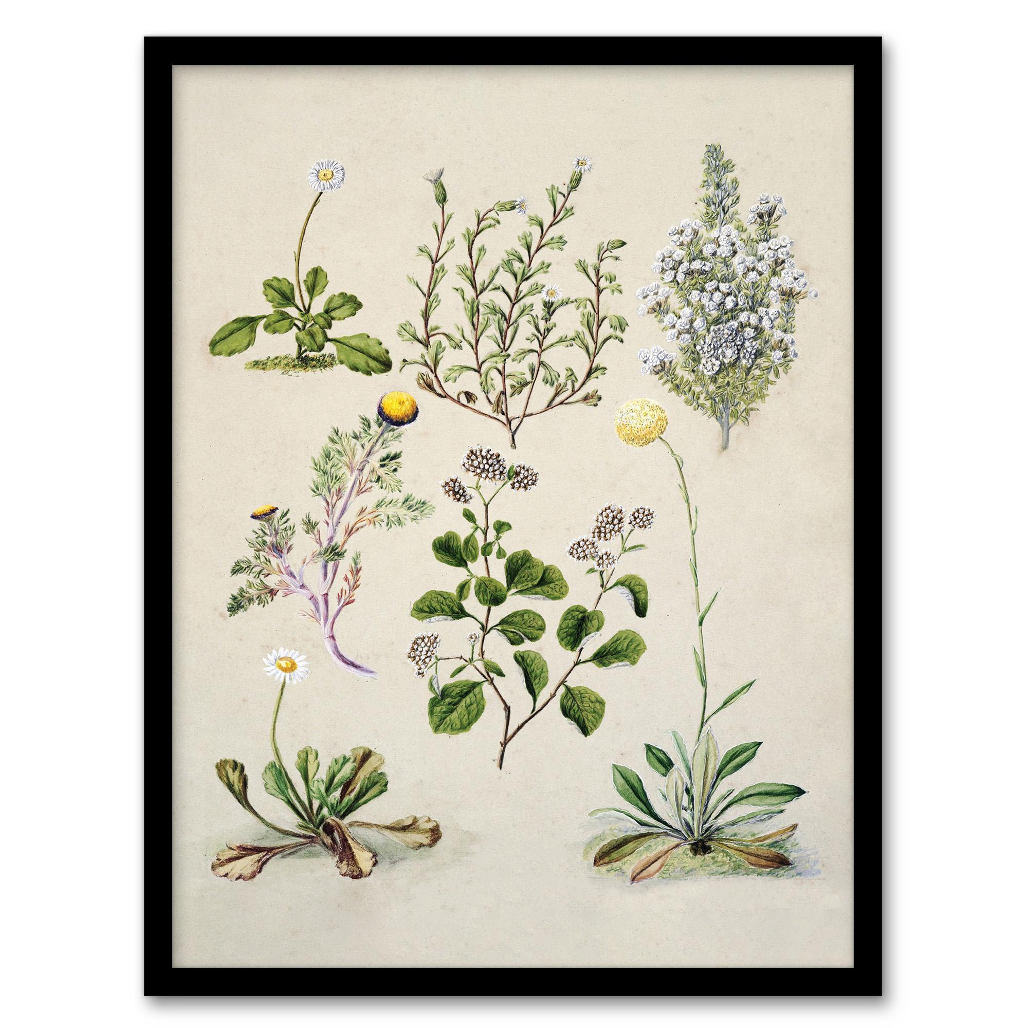 Sarah Featon Framed Wall Art Native New Zealand Wildflowers Illustration