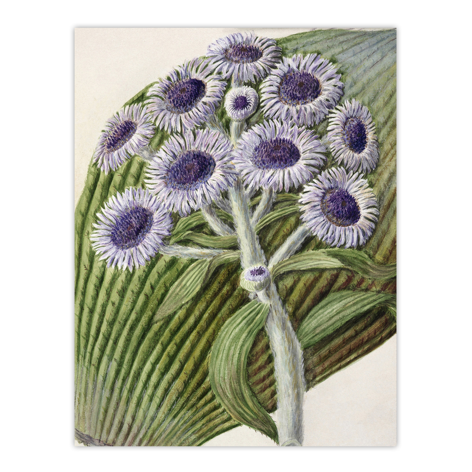 New Zealand Antarctic Daisy Flowers Featon Wall Art Poster Print