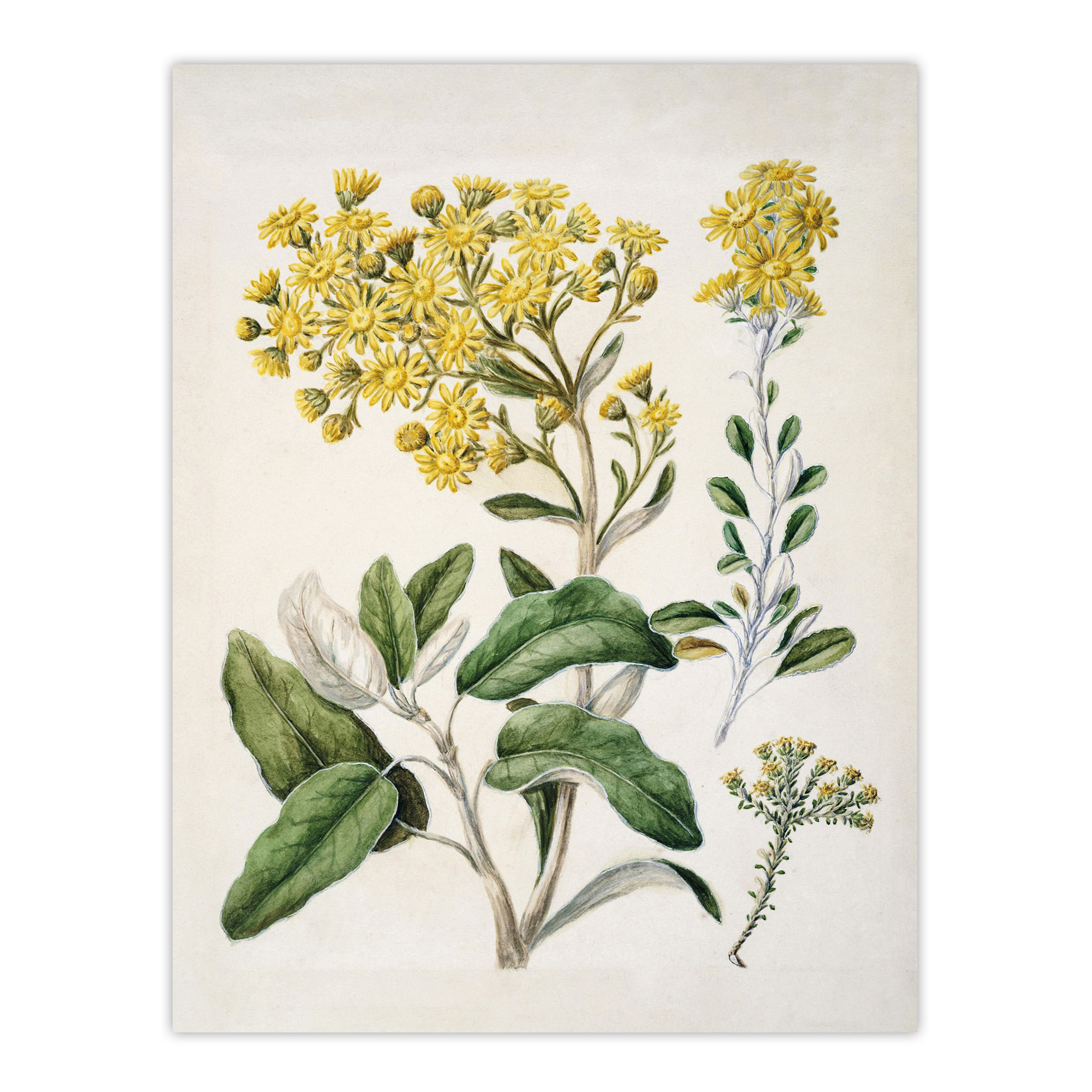 New Zealand Brachyglottis Daisy Flowers Featon Wall Art Poster Print
