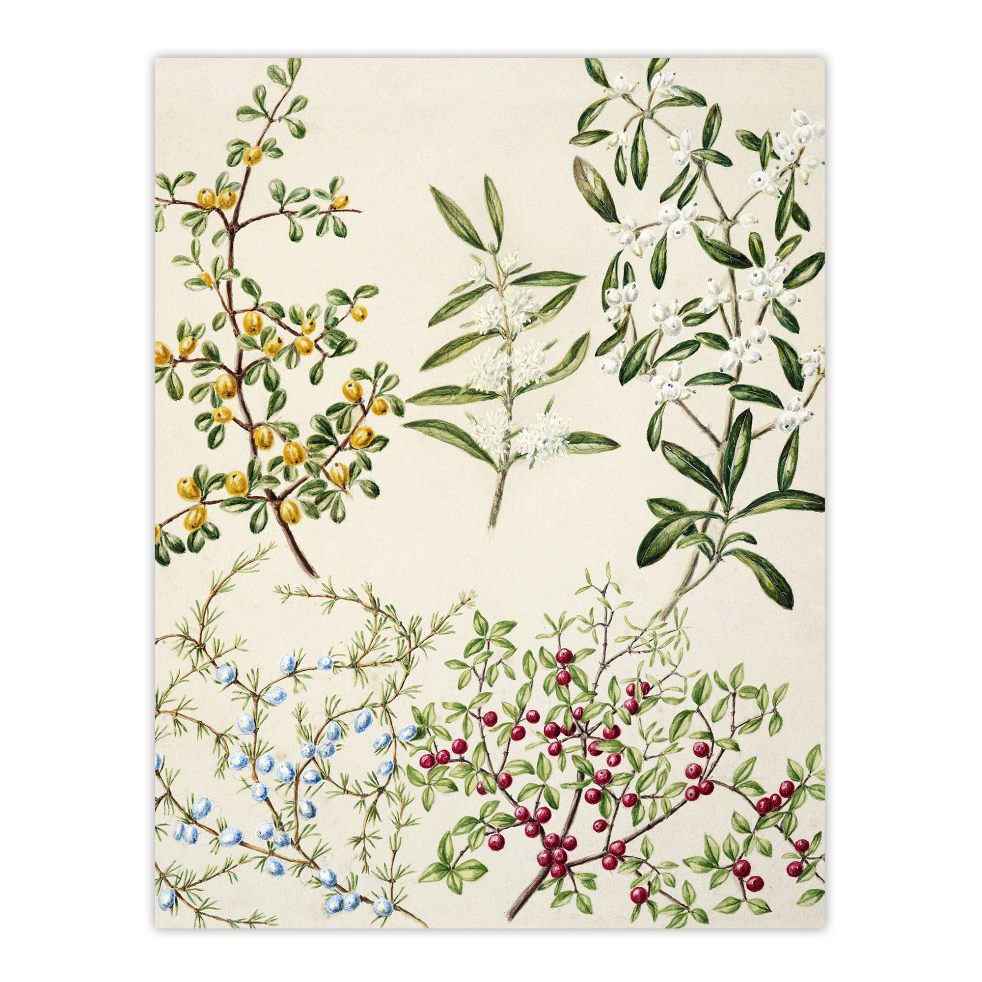 New Zealand Coprosma Acerosa Coastal Plant Featon Wall Art Poster Print
