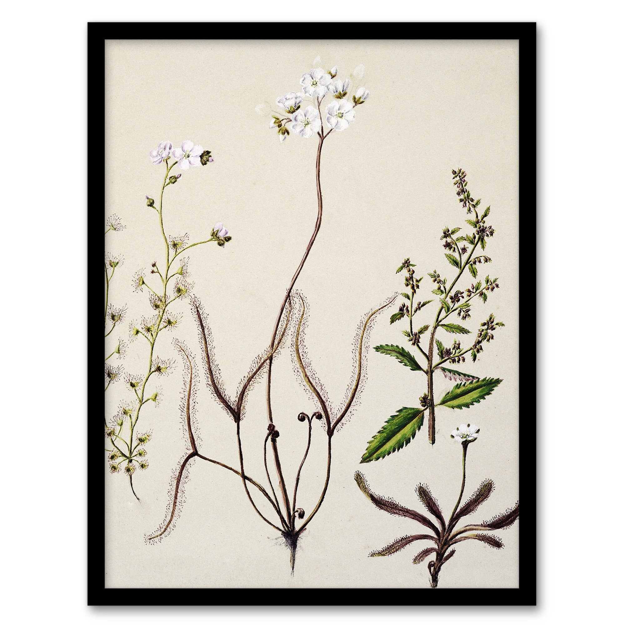 Sarah Featon Framed Wall Art New Zealand Drosera Arcturi Plant Flowers