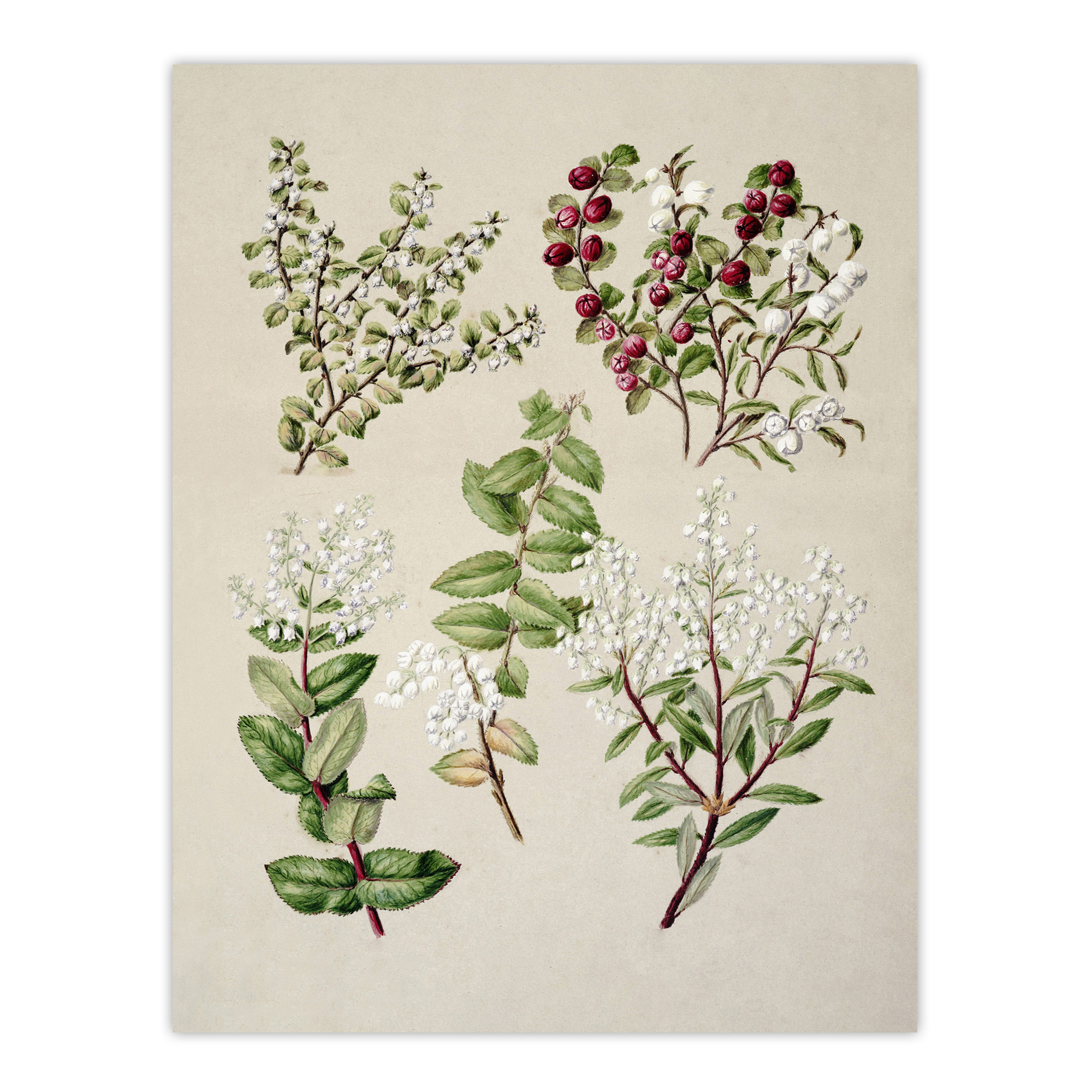 New Zealand Gaultheria Flowering Plant Featon Wall Art Poster Print