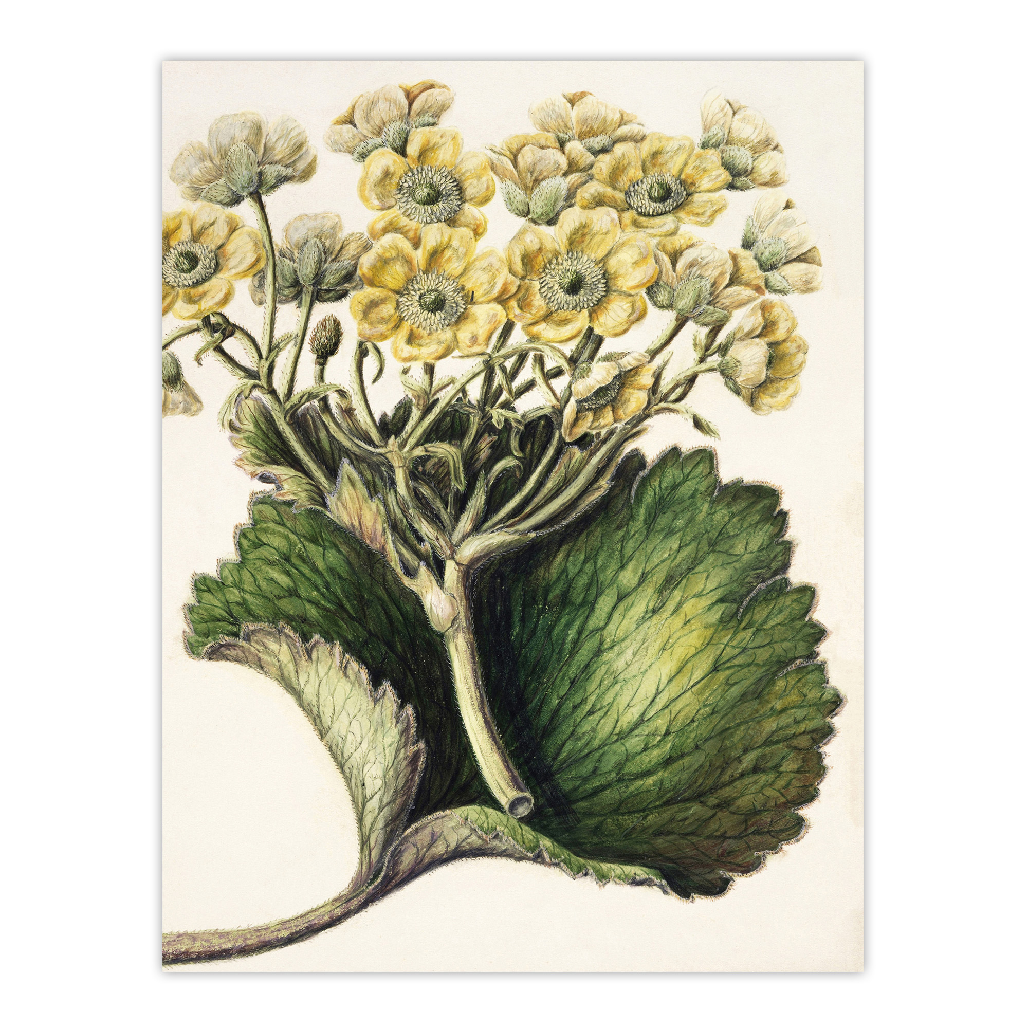 New Zealand Korikori Buttercup Flower Featon Wall Art Poster Print