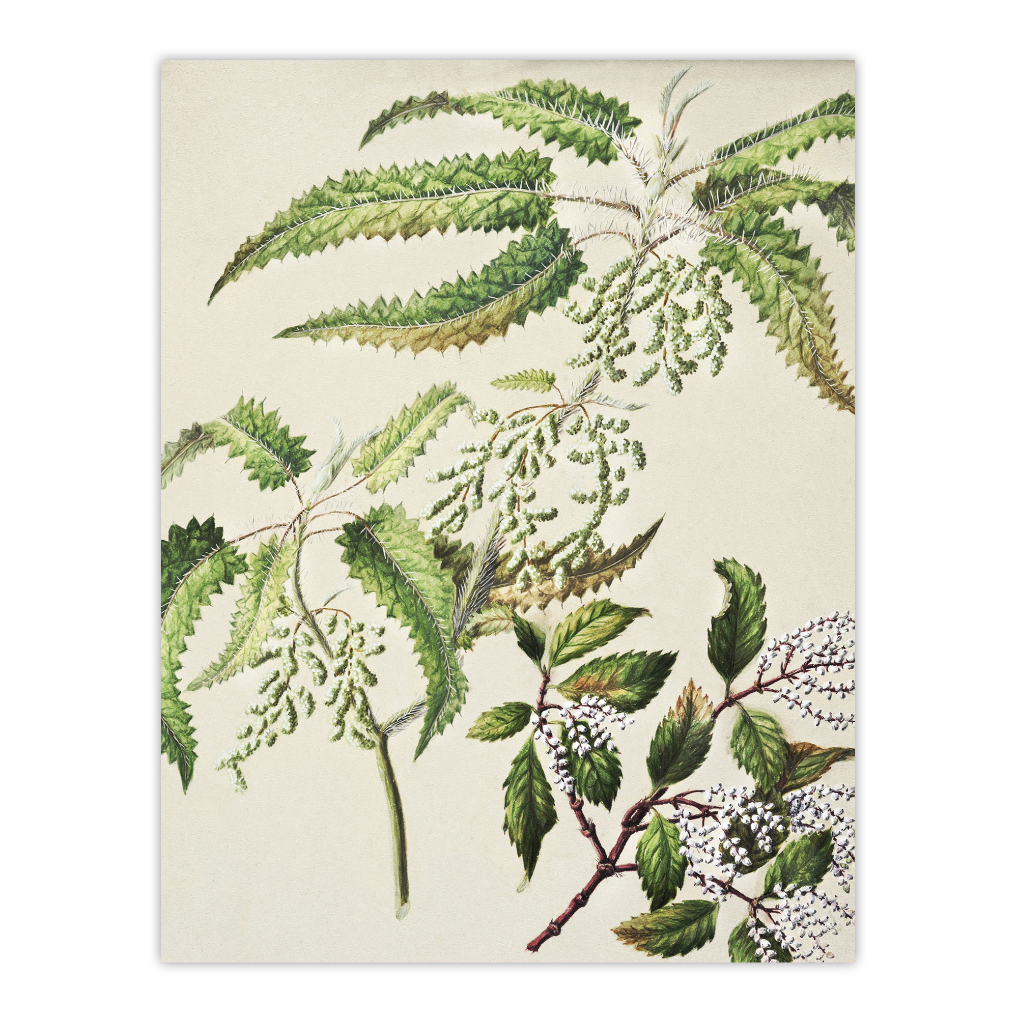 New Zealand Ongaonga Tree Nettle Plant Featon Wall Art Poster Print