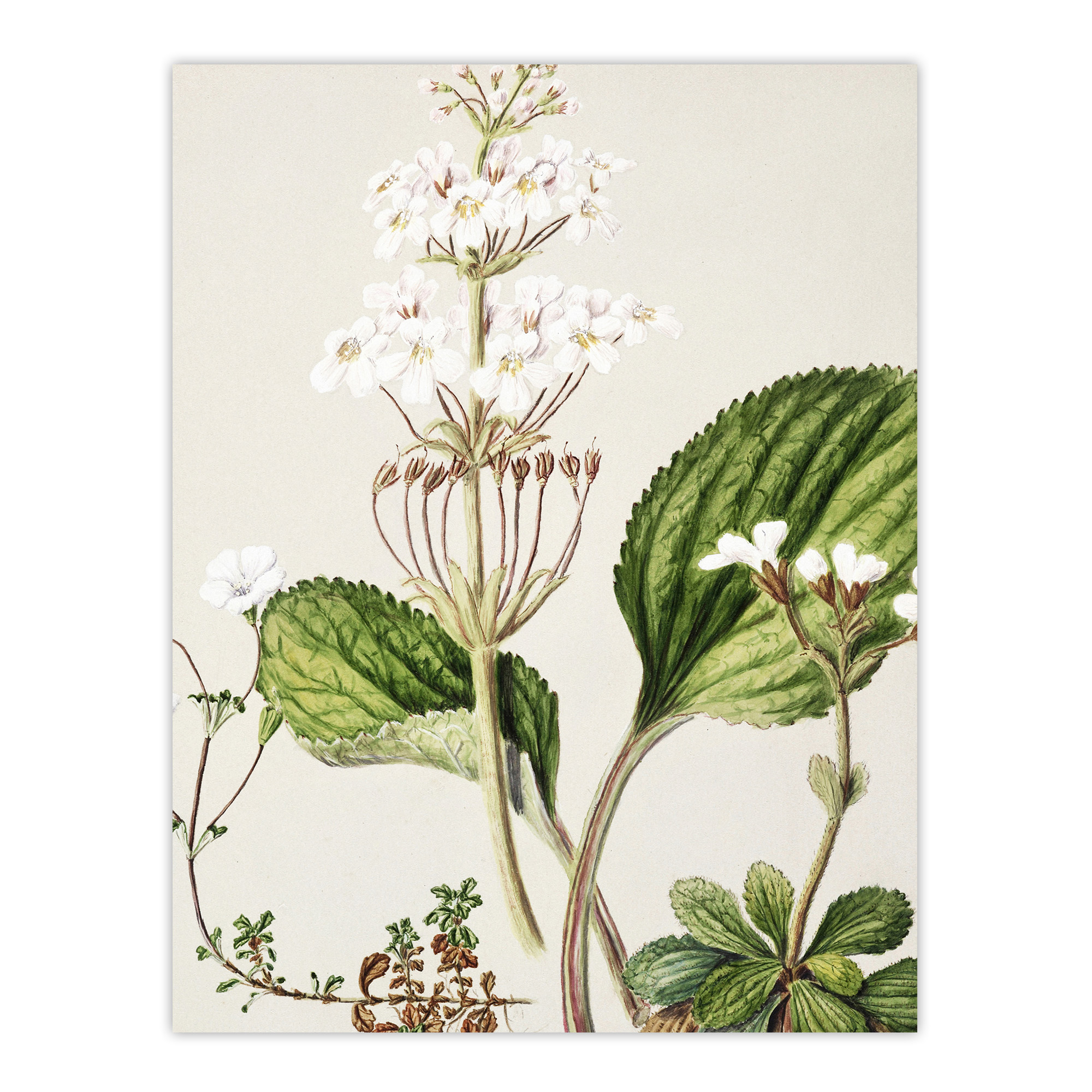 New Zealand Ourisia Flowering Plant Featon Wall Art Poster Print