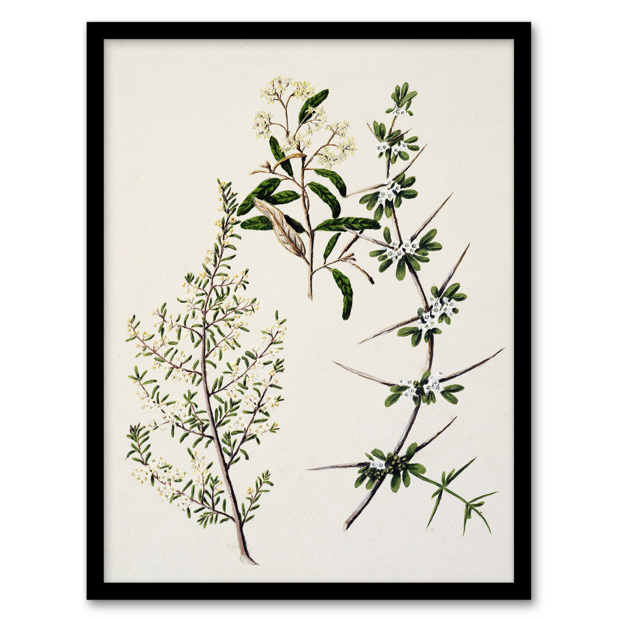 Sarah Featon Framed Wall Art New Zealand Pomaderris Edgerleyi Plant Home Décor