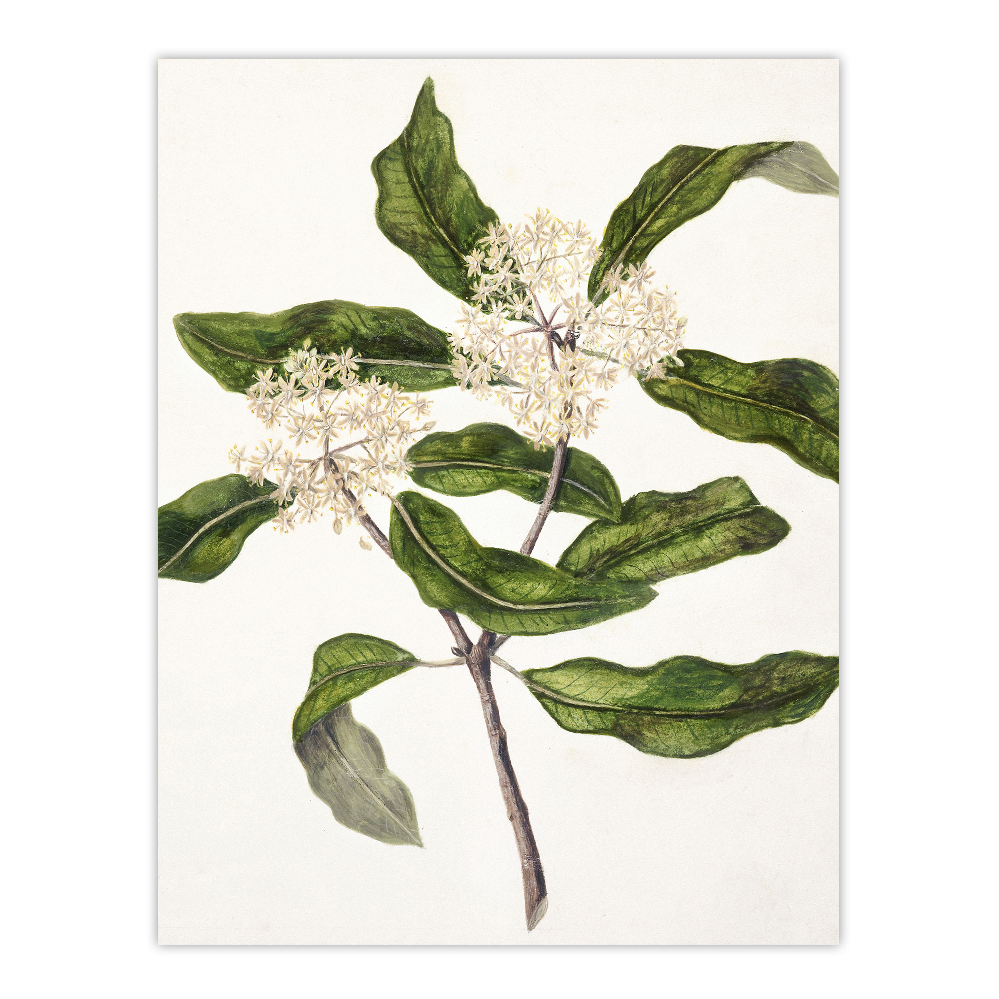 New Zealand Tarata Lemonwood Plant Featon Wall Art Poster Print