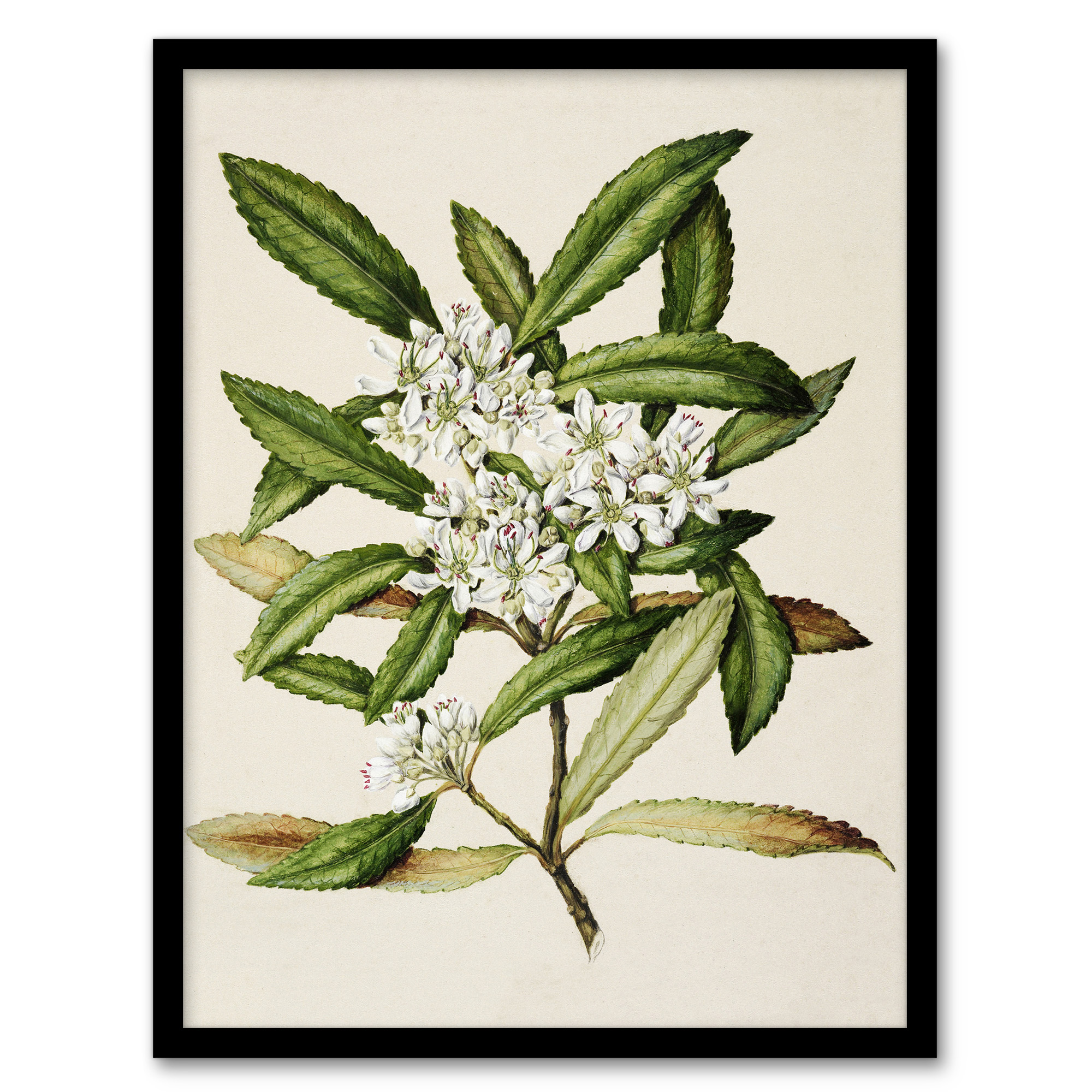 Sarah Featon Framed Wall Art Print New Zealand Tawari Plant Flowers Home Décor