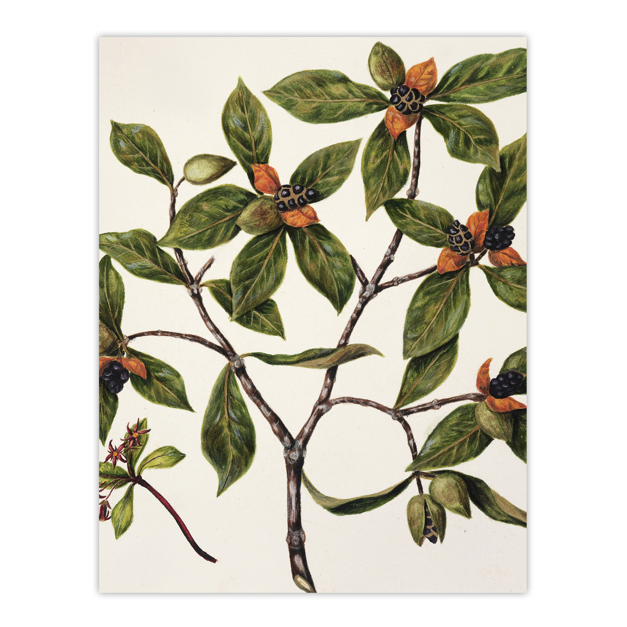 New Zealand Tawhiri Karo Plant Artwork Featon Wall Art Poster Print