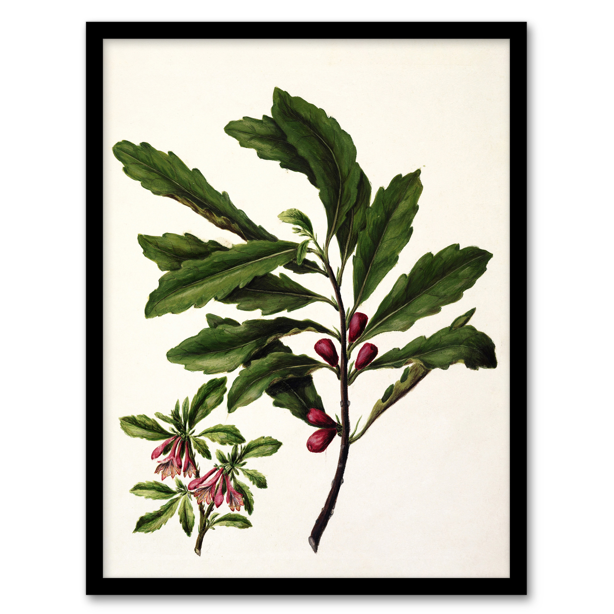 Sarah Featon Framed Wall Art New Zealand Toropapa Flowering Plant Home Décor