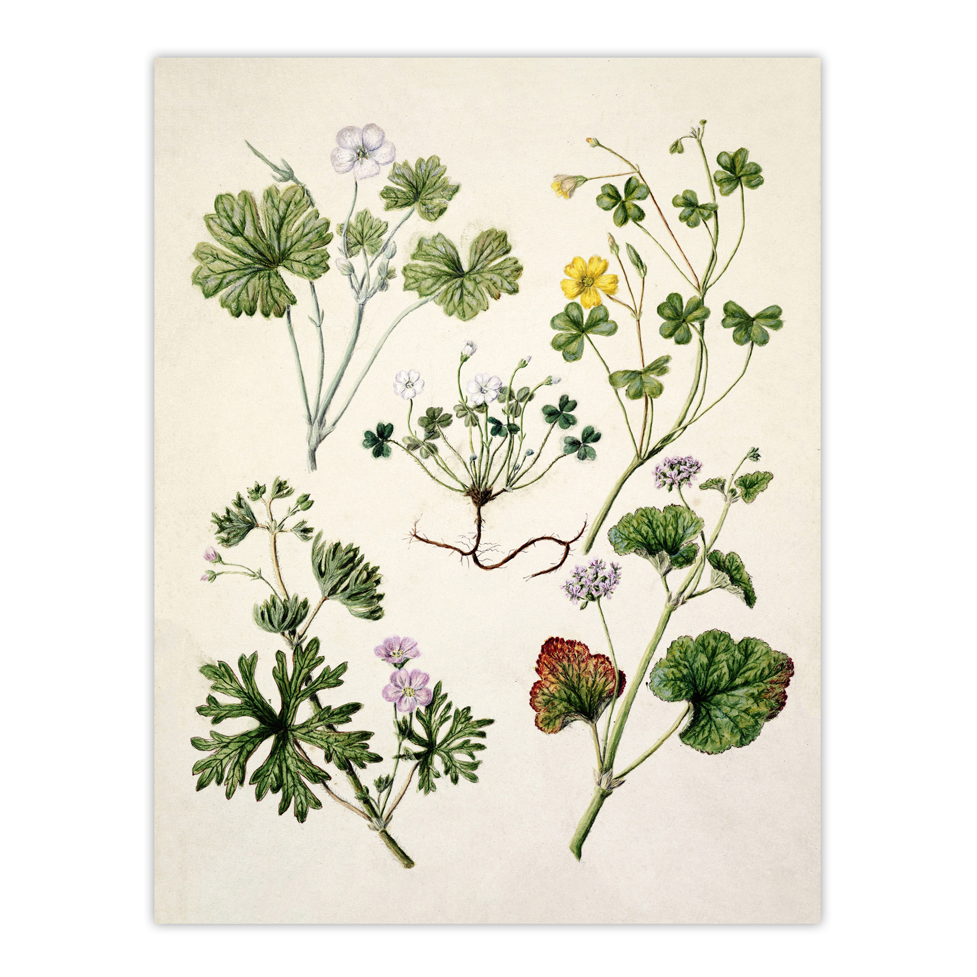Vintage New Zealand Wildflower Artwork Featon Wall Art Poster Print