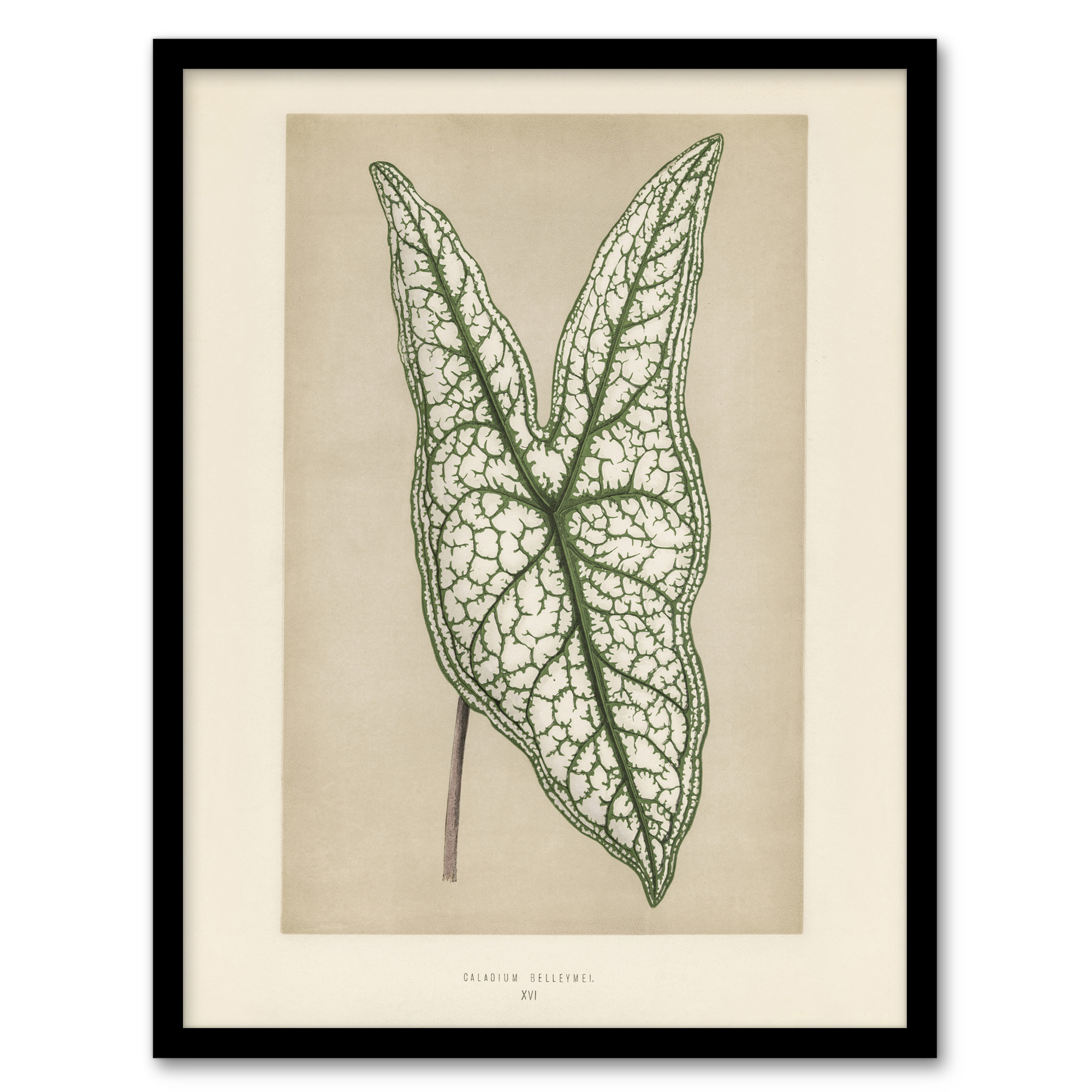 Vintage Botanical Caladium Belleymel Leaf Fawcett Framed Wall Art Print A3/A4
