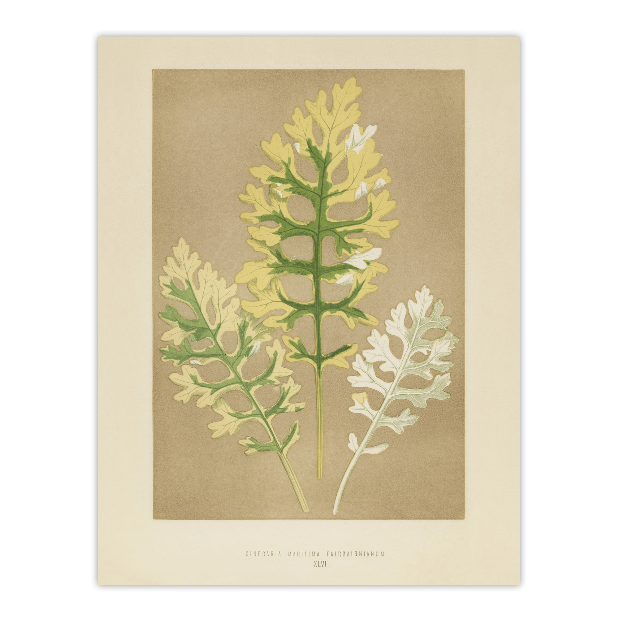 Vintage Botanical Dusty Miller Leaves Fawcett Wall Art Poster Print