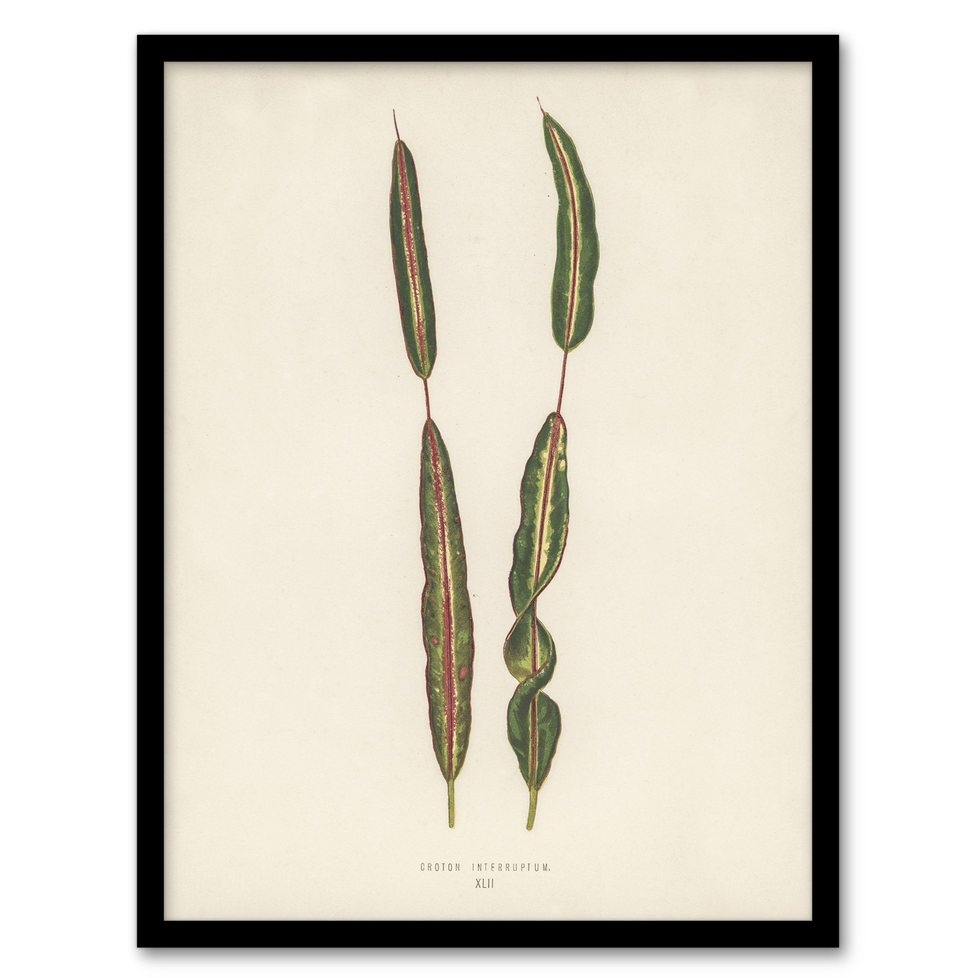Vintage Botanical Croton Interruptum Leaf Fawcett Wall Art Poster Print