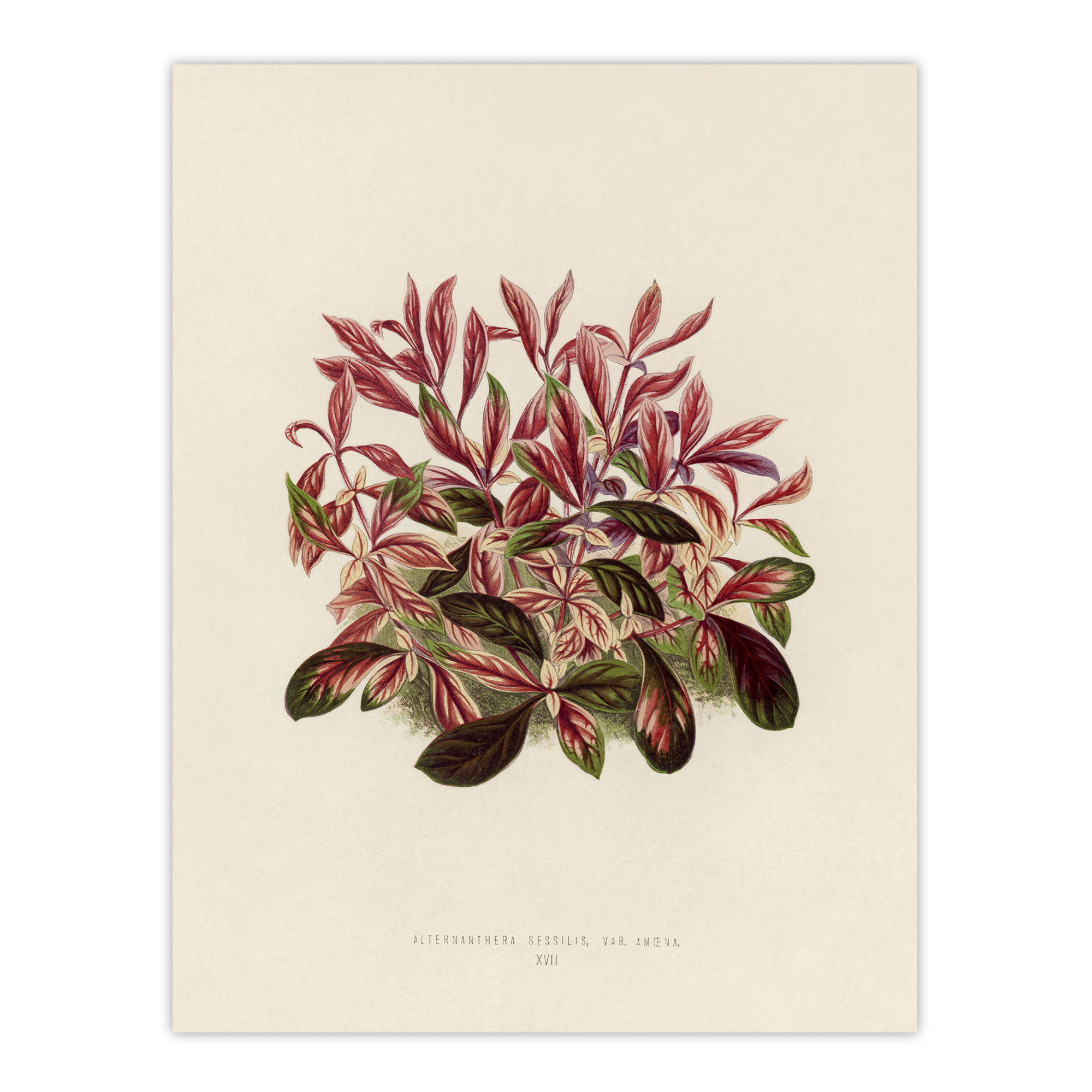 Vintage Botanical Dwarf Copperleaf Fawcett Wall Art Poster Print