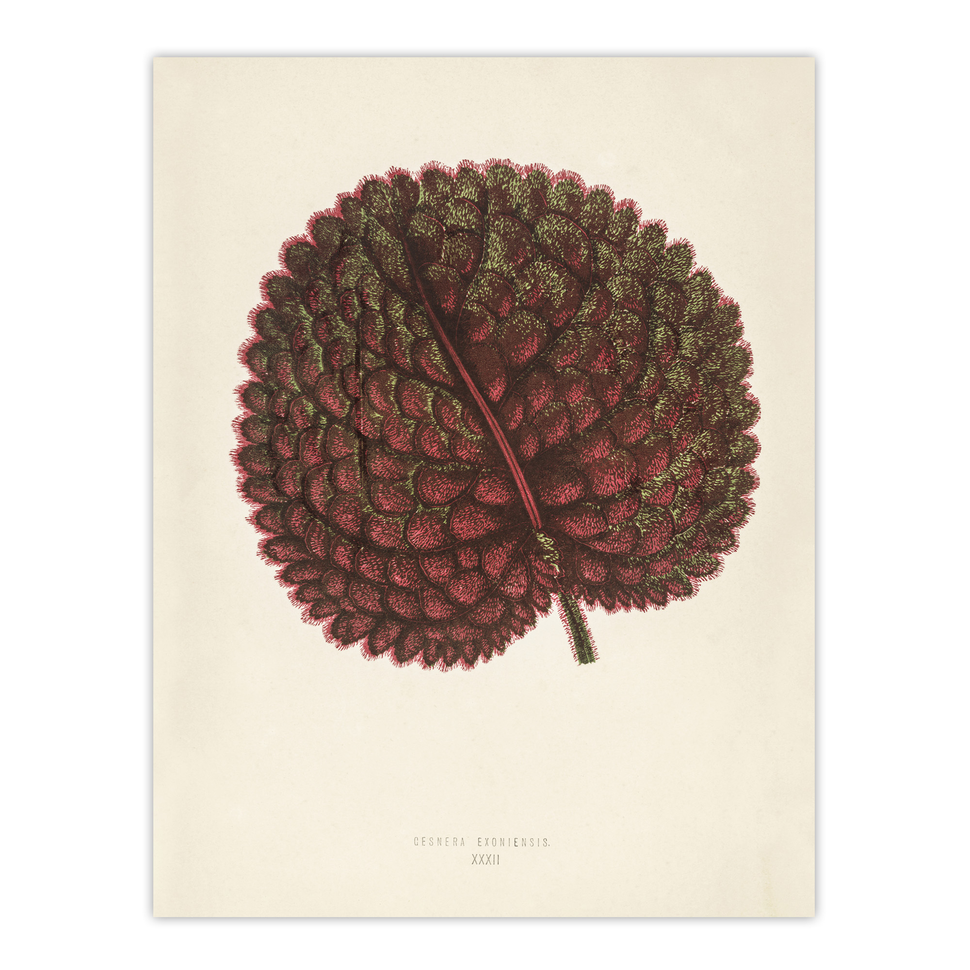 Vintage Botanical Gesnera Exoniensis Leaf Fawcett Wall Art Poster Print