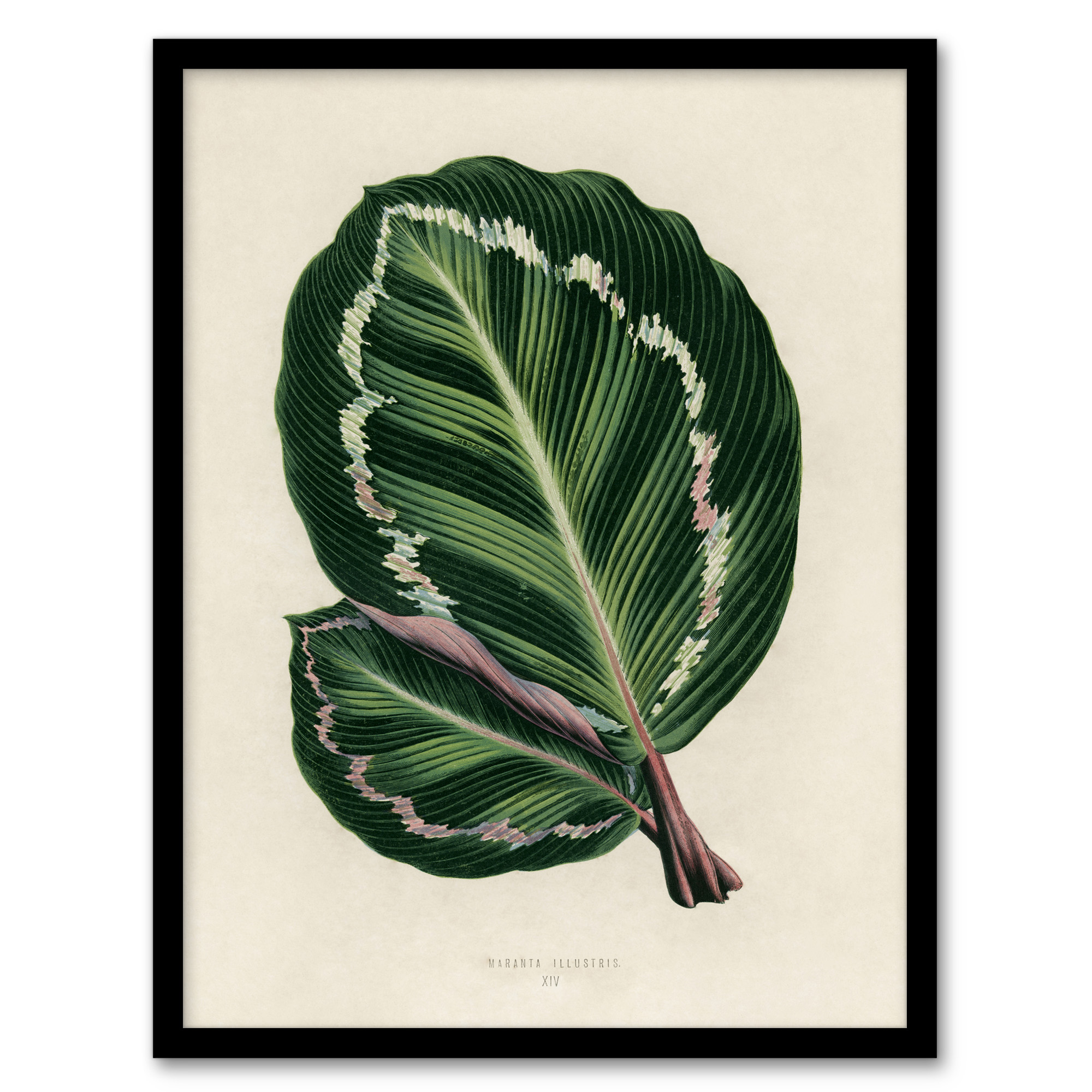 Vintage Botanical Maranta Calathea Leaves Fawcett Framed Wall Art Print A3/A4
