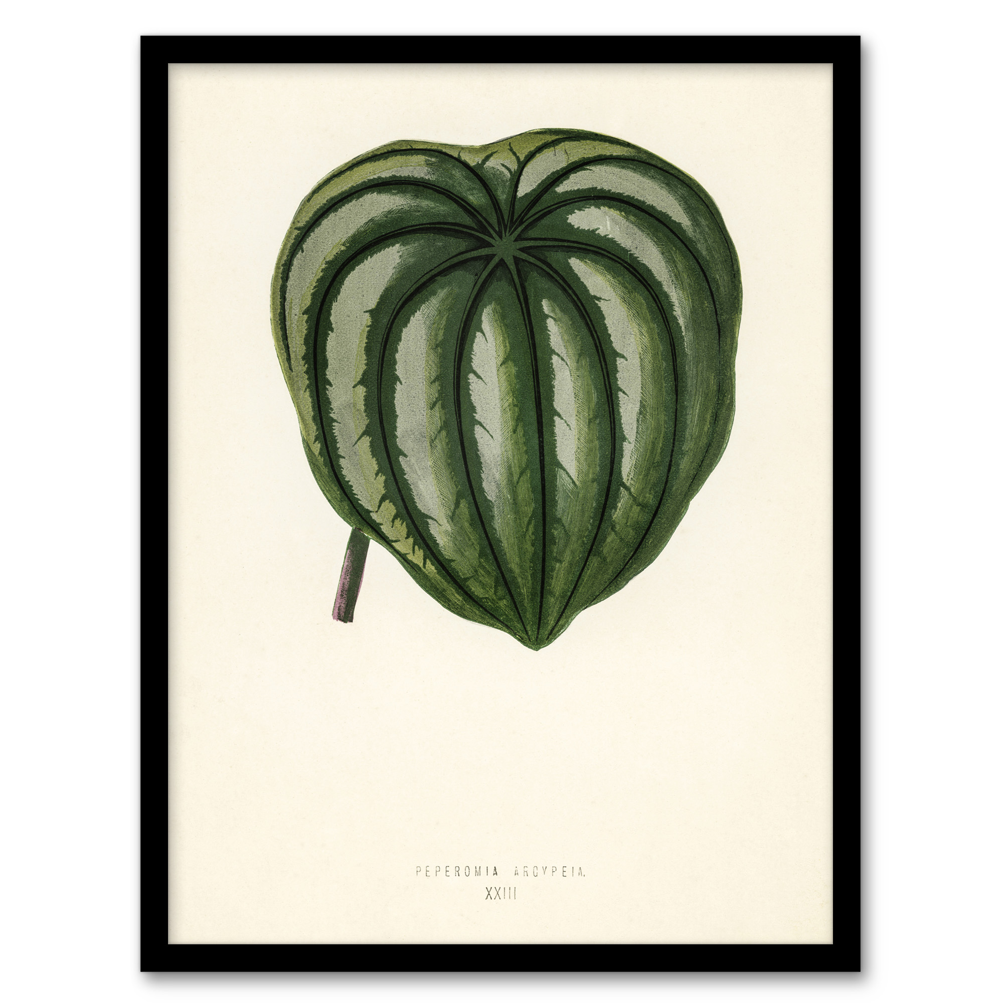 Vintage Botanical Pepper Elder Leaf Fawcett Wall Art Poster Print
