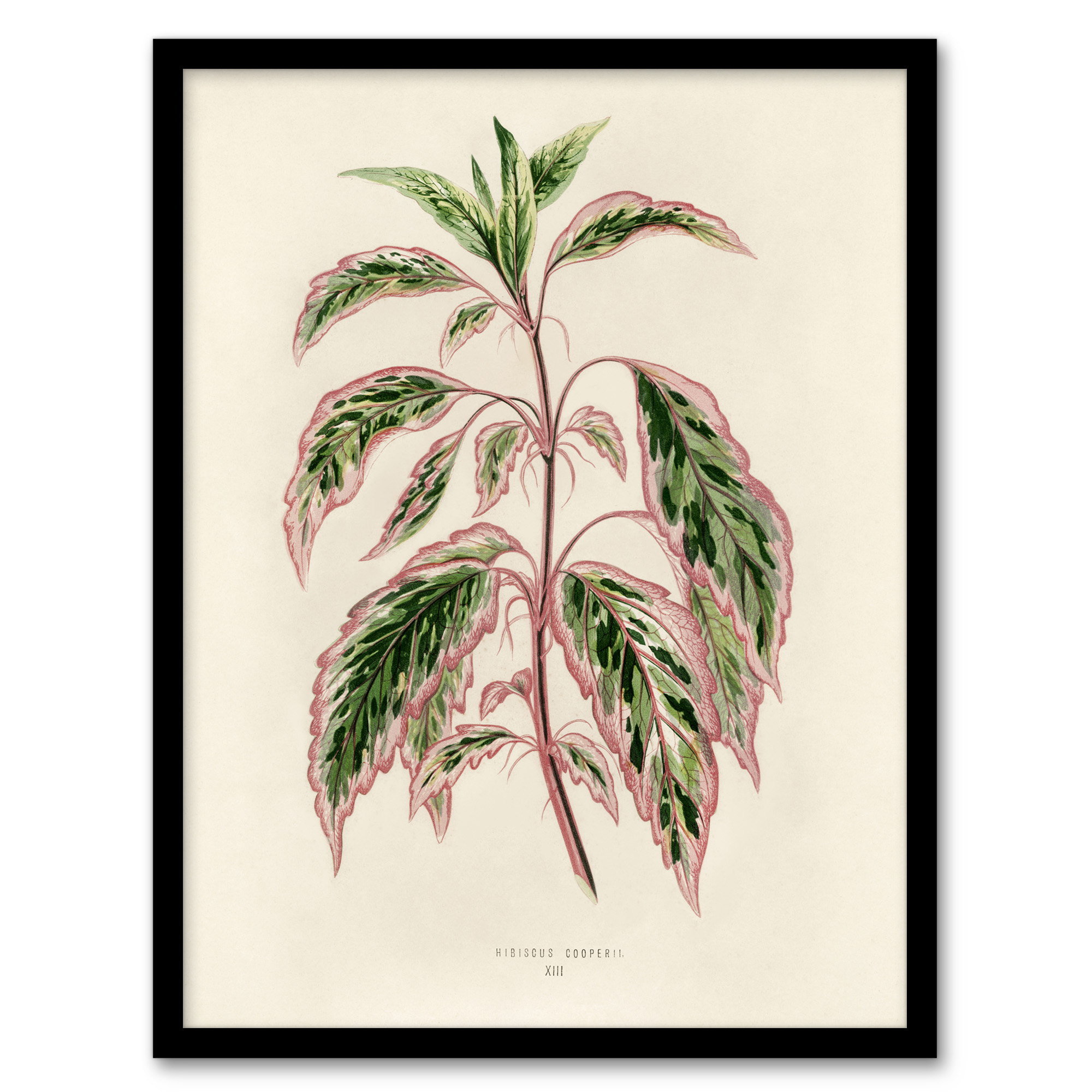 Vintage Botanical Rose Mallow Fawcett Framed Wall Art Print A3/A4