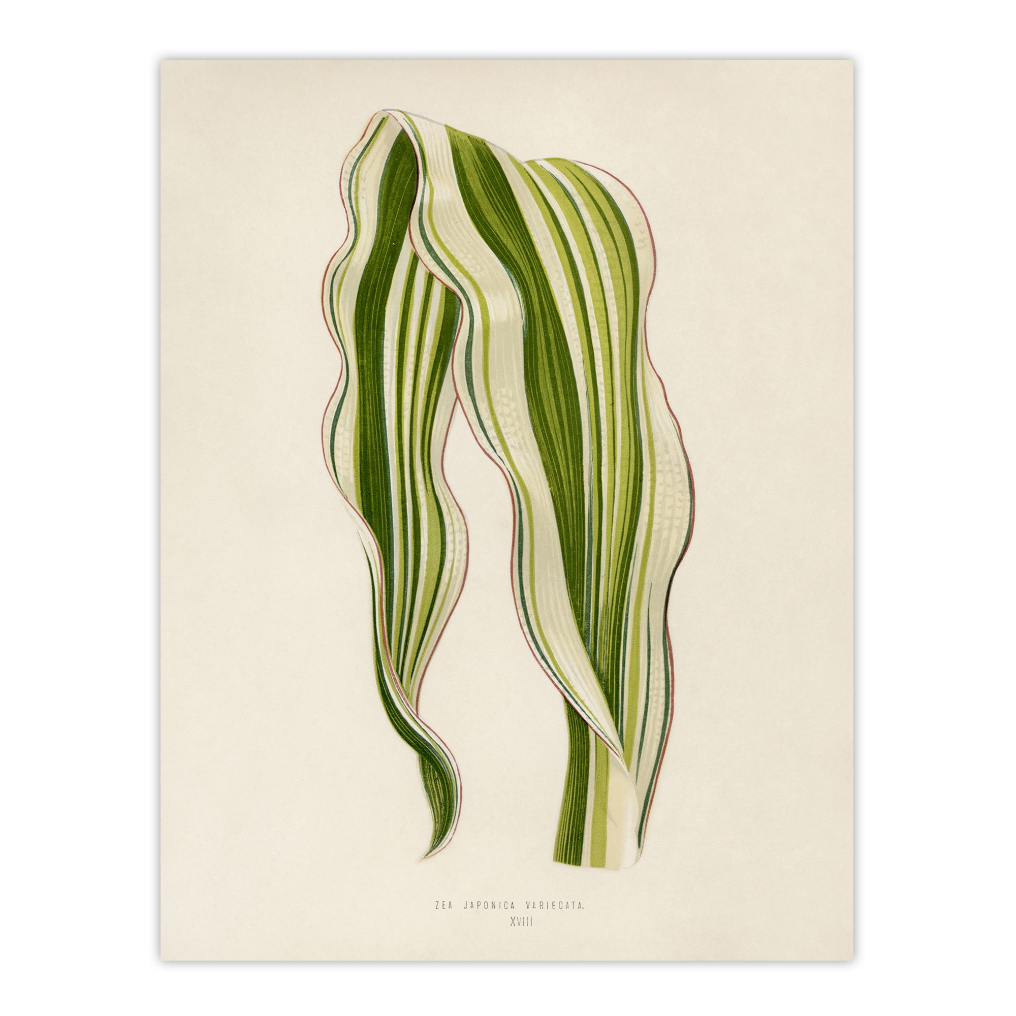Vintage Botanical Striped Maize Corn Leaf Fawcett Wall Art Poster Print