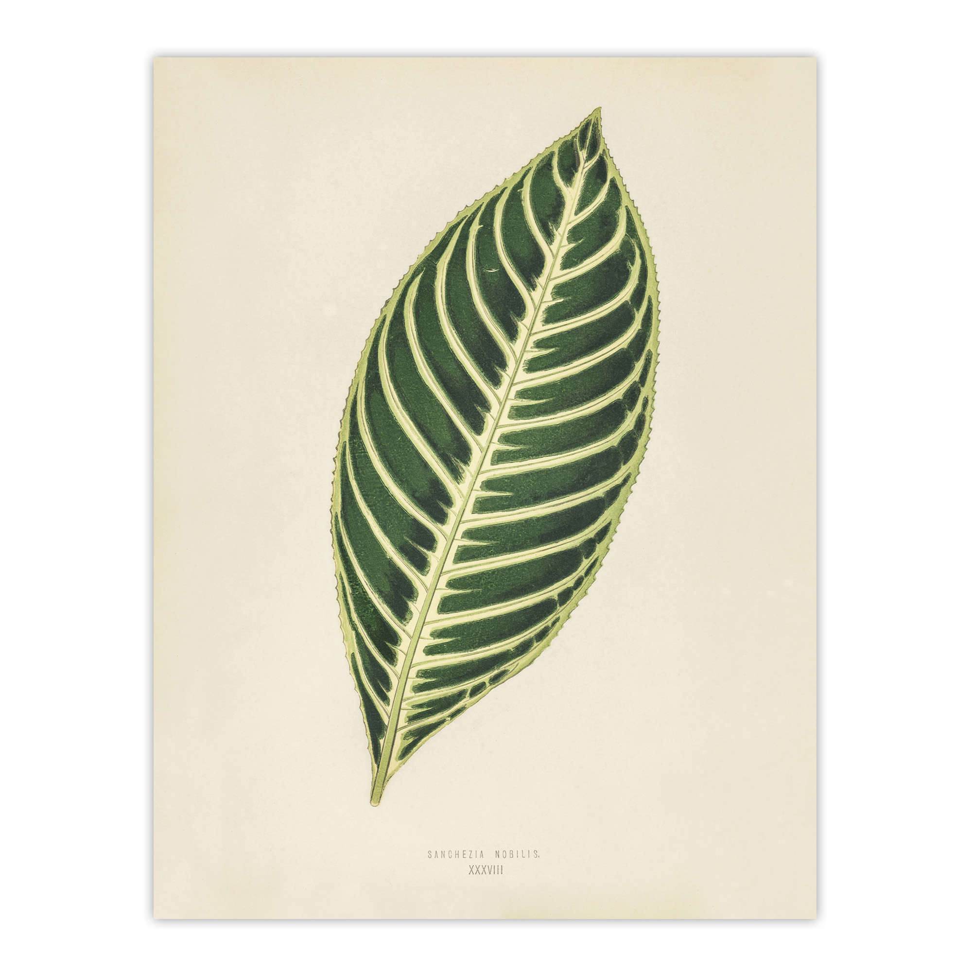 Vintage Botanical Tiger Plant Leaf Fawcett Wall Art Poster Print