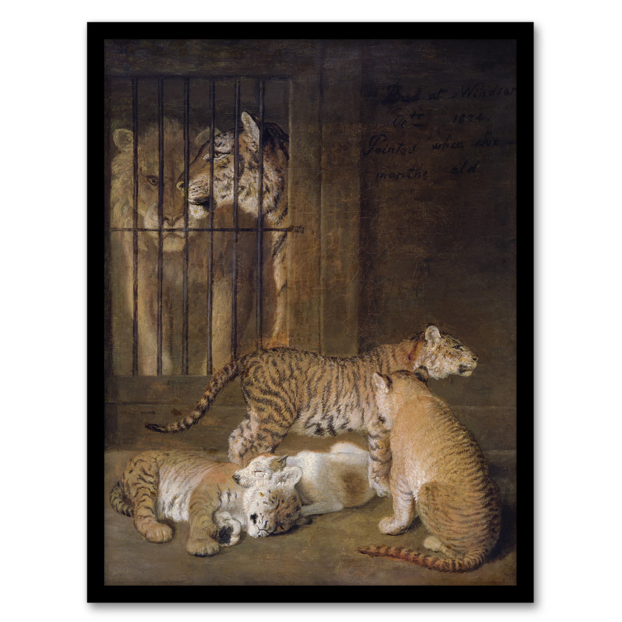 Whelps Lion and Tigress in Zoo Cage Agasse Framed Wall Art Print A3/A4