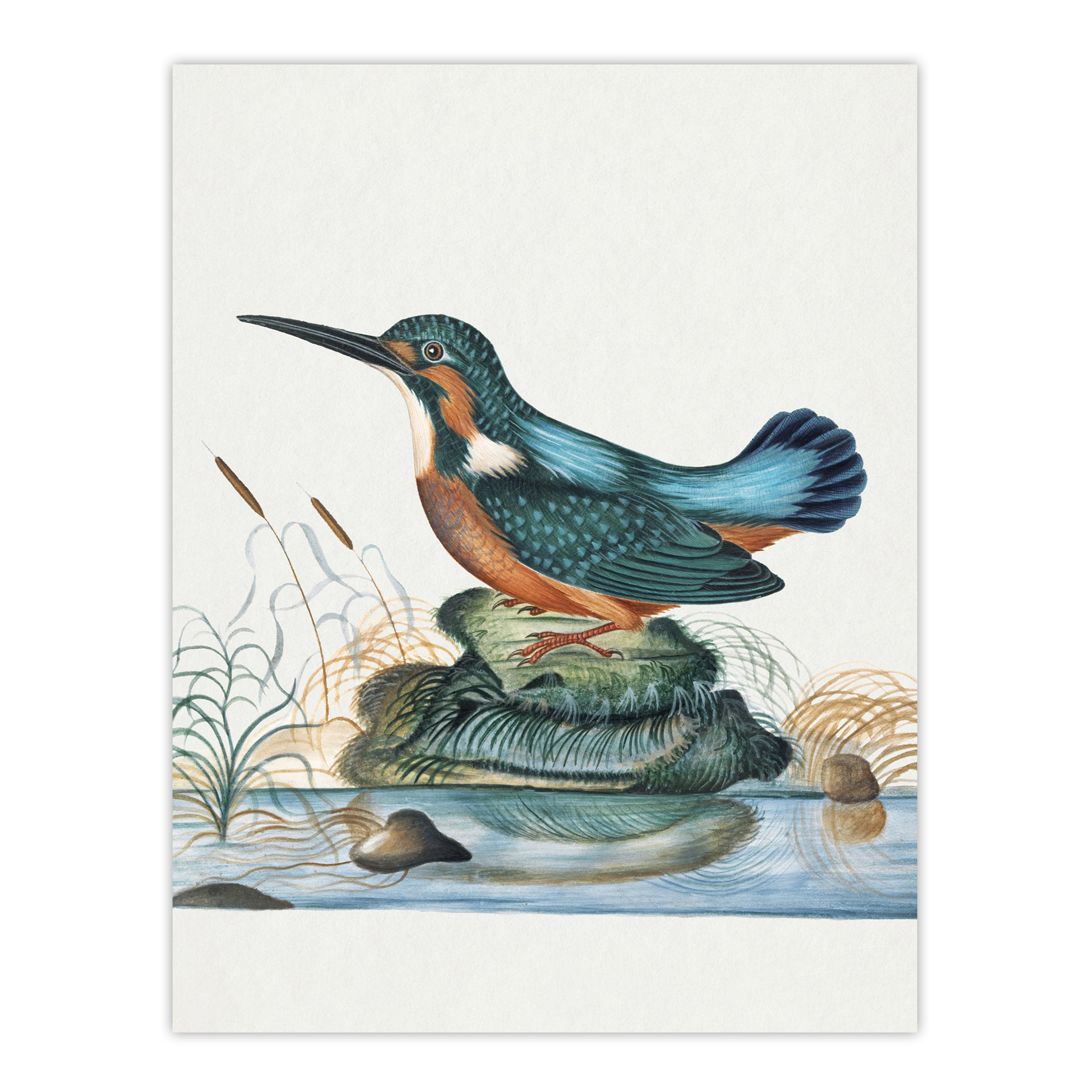 Common Kingfisher Vintage Illustration Bolton Wall Art Poster Print
