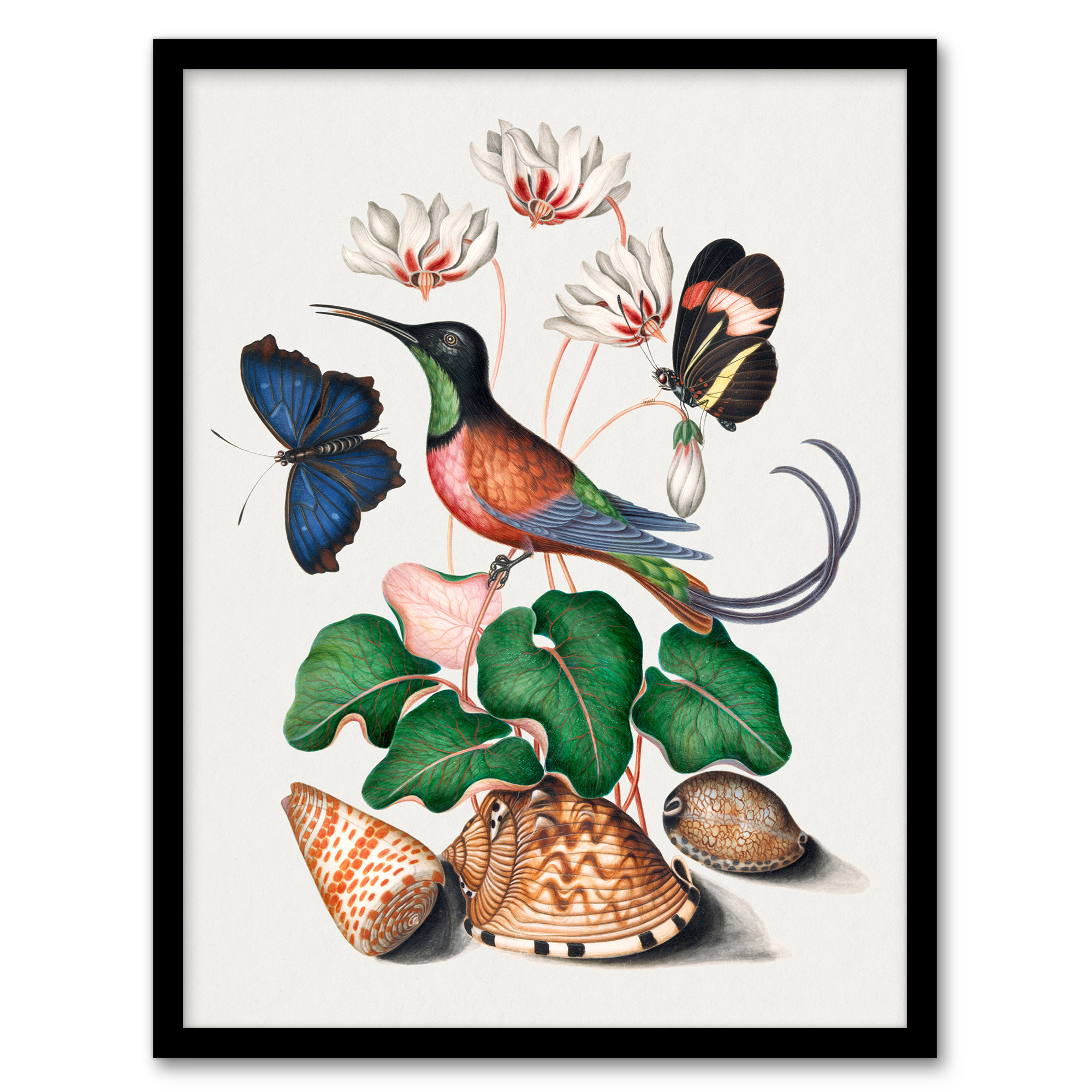 Hummingbird Cyclamen Butterflies Seashells Bolton Framed Wall Art Print A3/A4