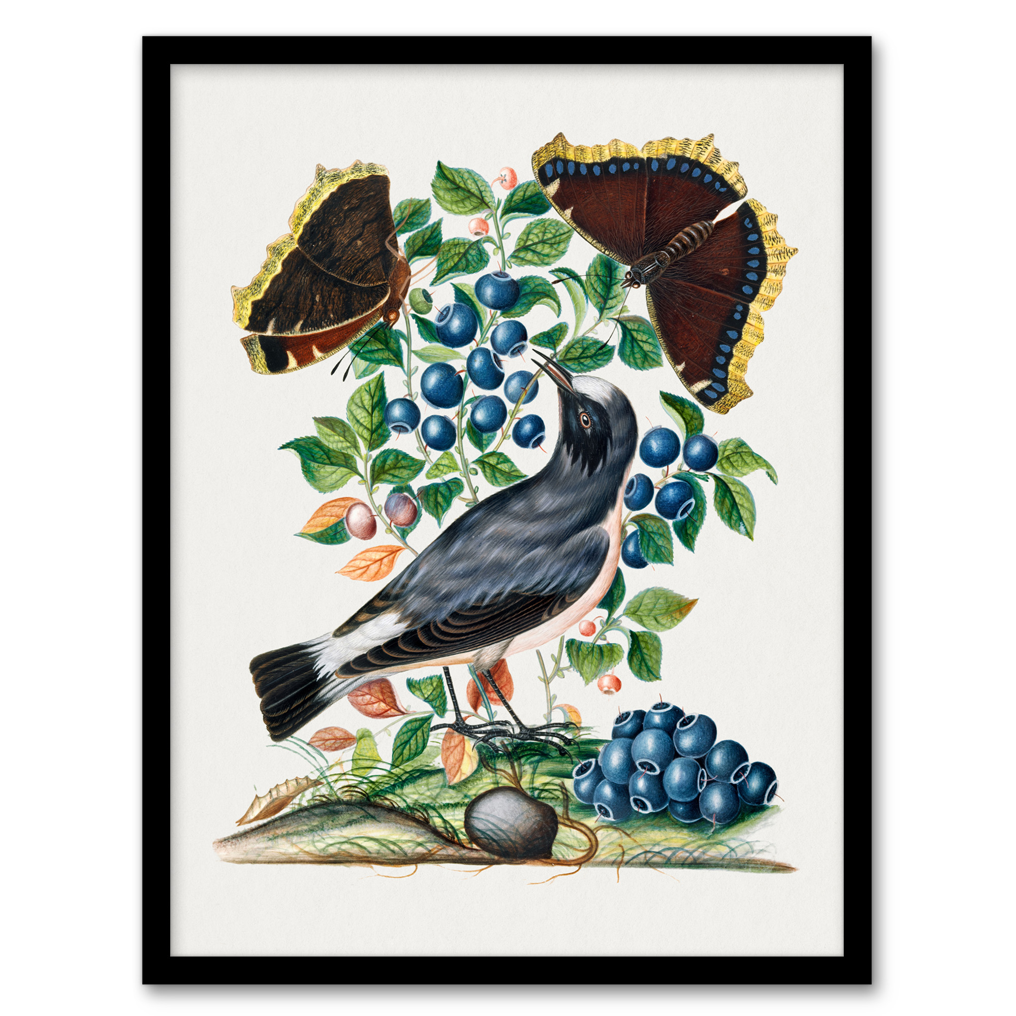 Northern Wheatear and Mourning Cloak Bolton Framed Wall Art Print A3/A4