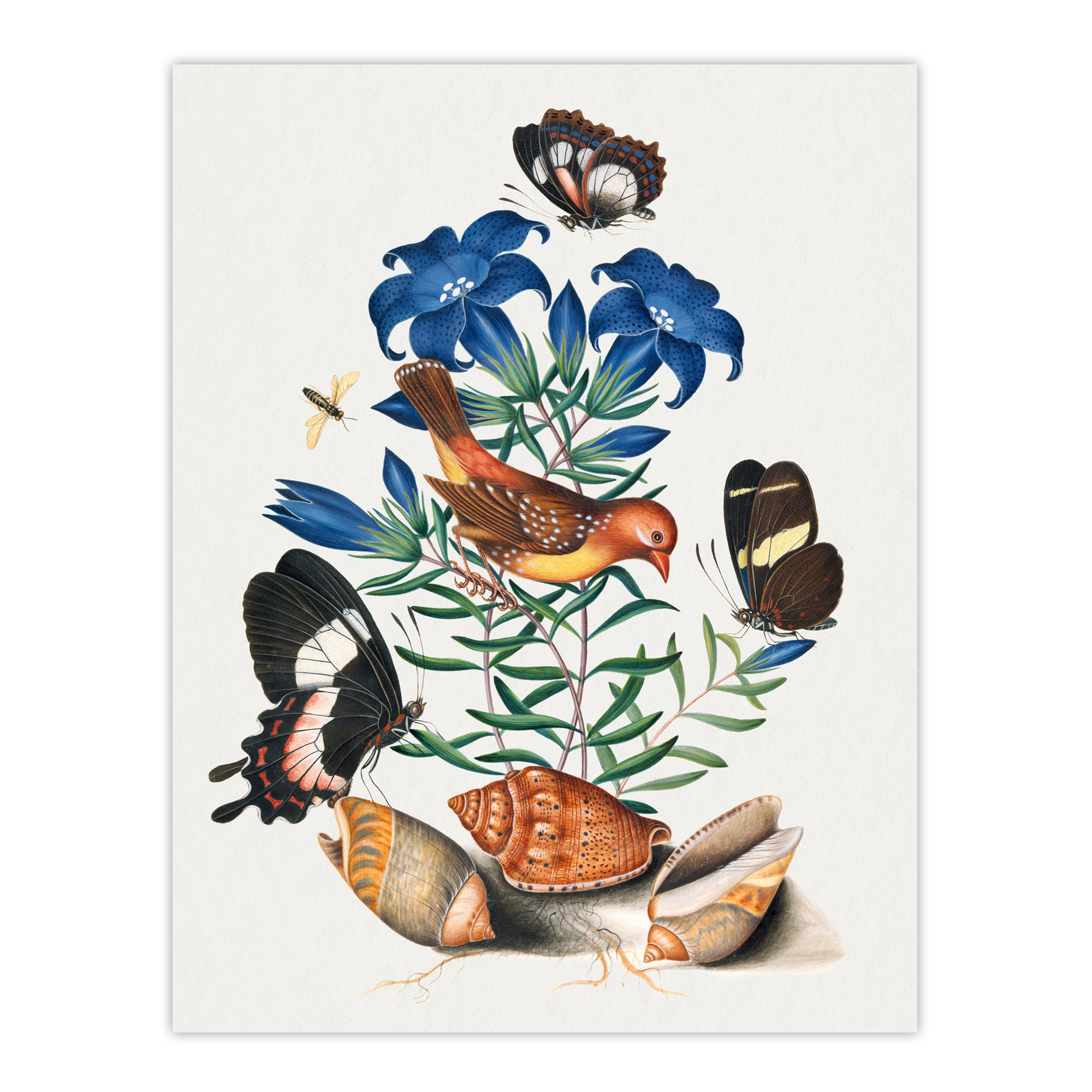 Red Avadavat Swallowtail and Shells Bolton Wall Art Poster Print