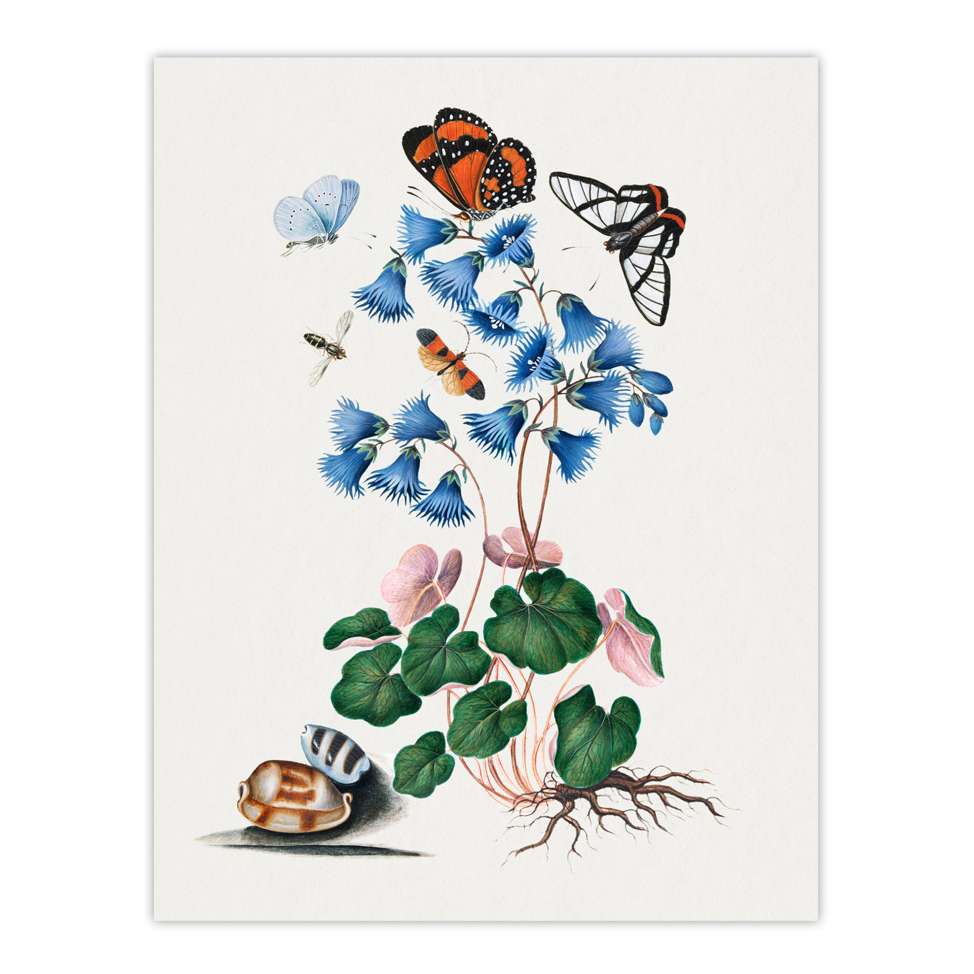 Soldanella Flower and Butterflies Bolton Wall Art Poster Print