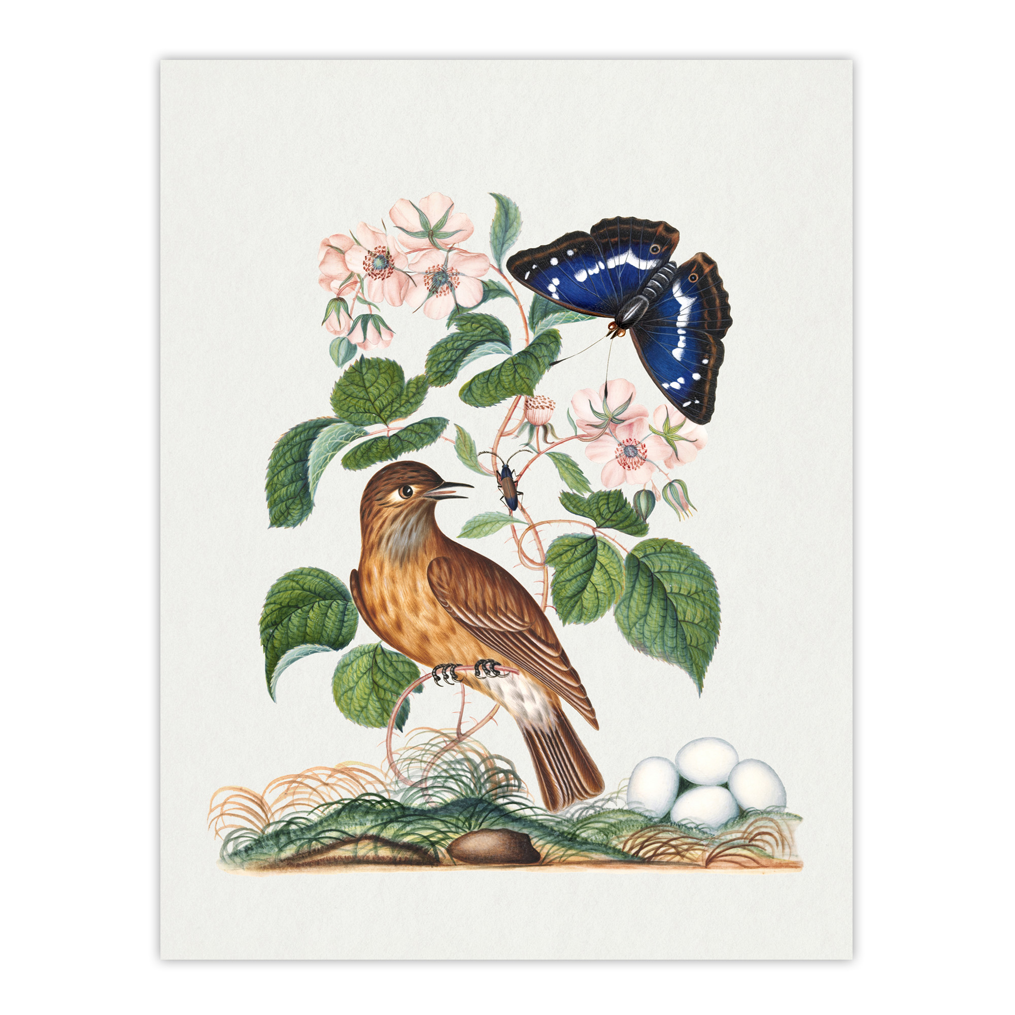Spotted Flycatcher and Purple Emperor Bolton Wall Art Poster Print