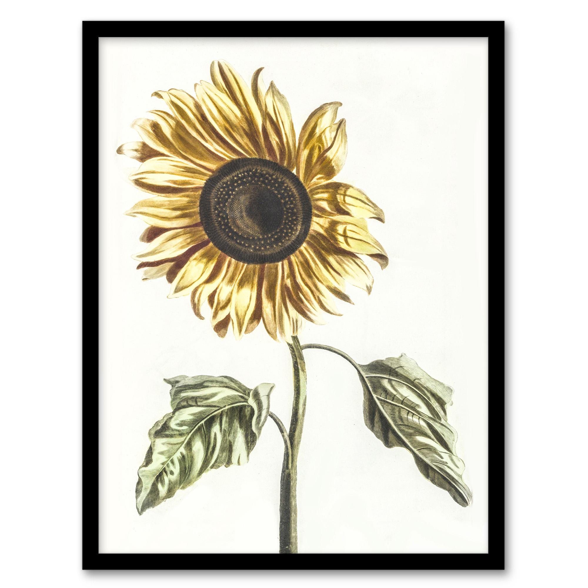 Sunflower Vintage Flower Painting Teyler Wall Art Poster Print