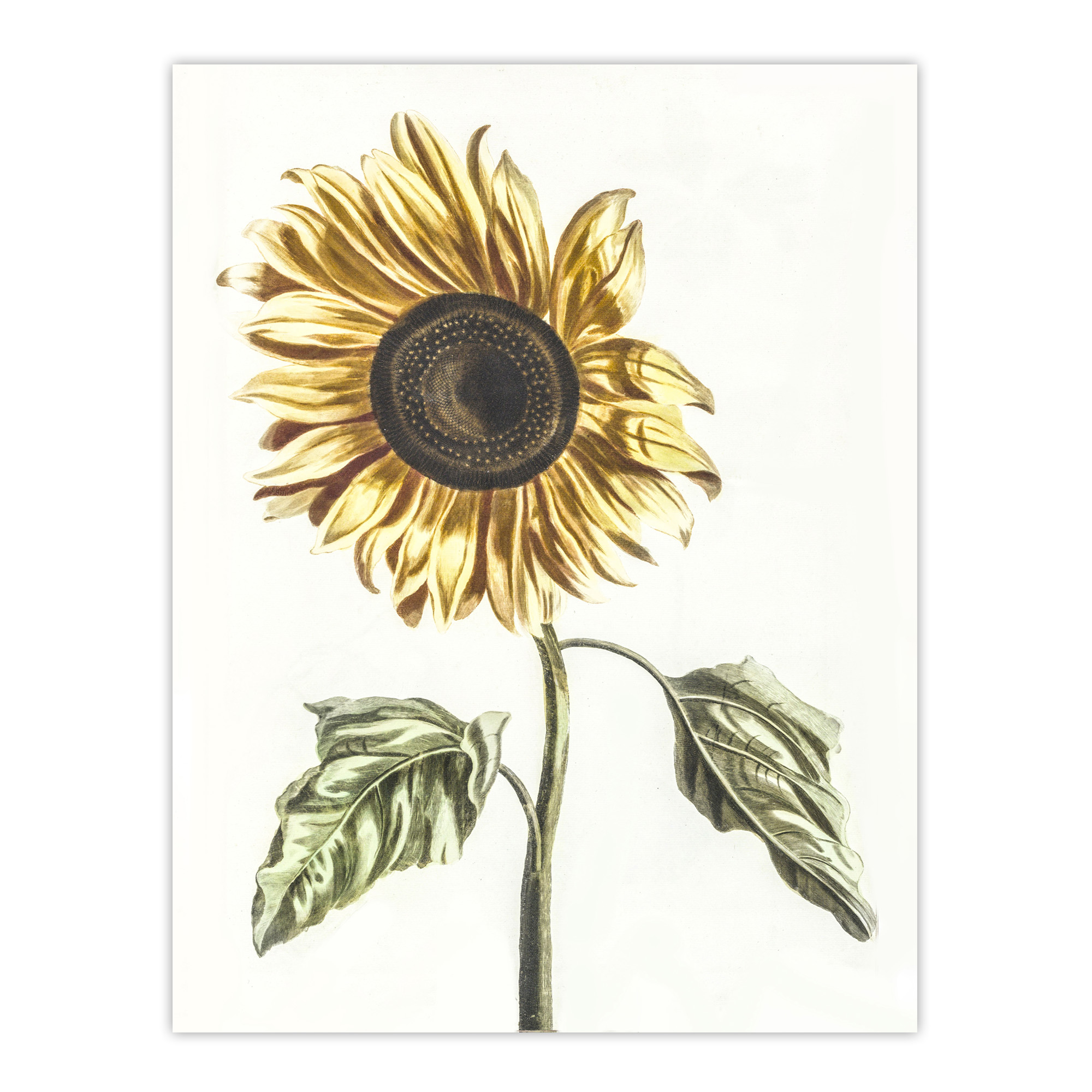 Sunflower Vintage Flower Painting Teyler Wall Art Poster Print