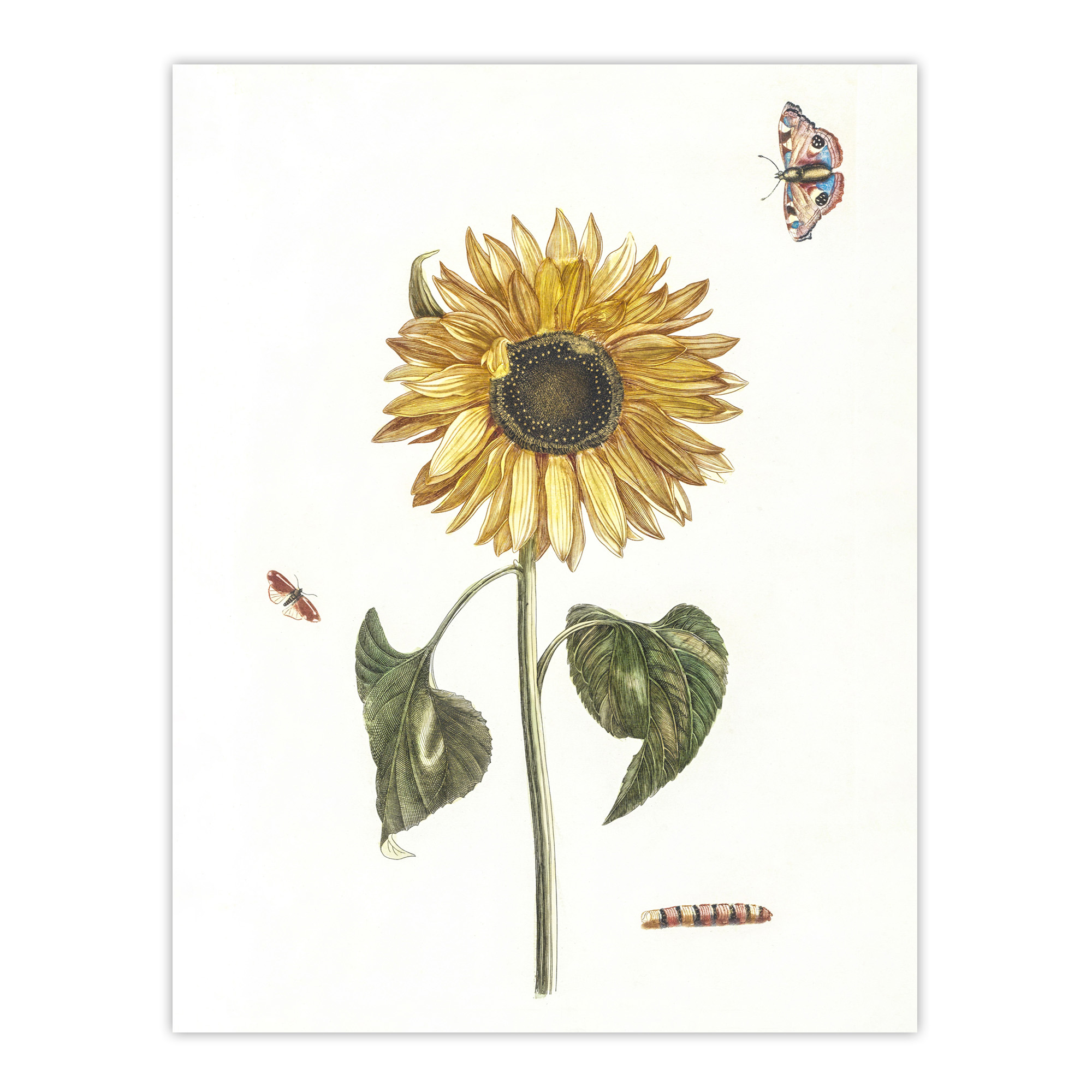 Sunflower Caterpillar And Two Butterflies Teyler Wall Art Poster Print