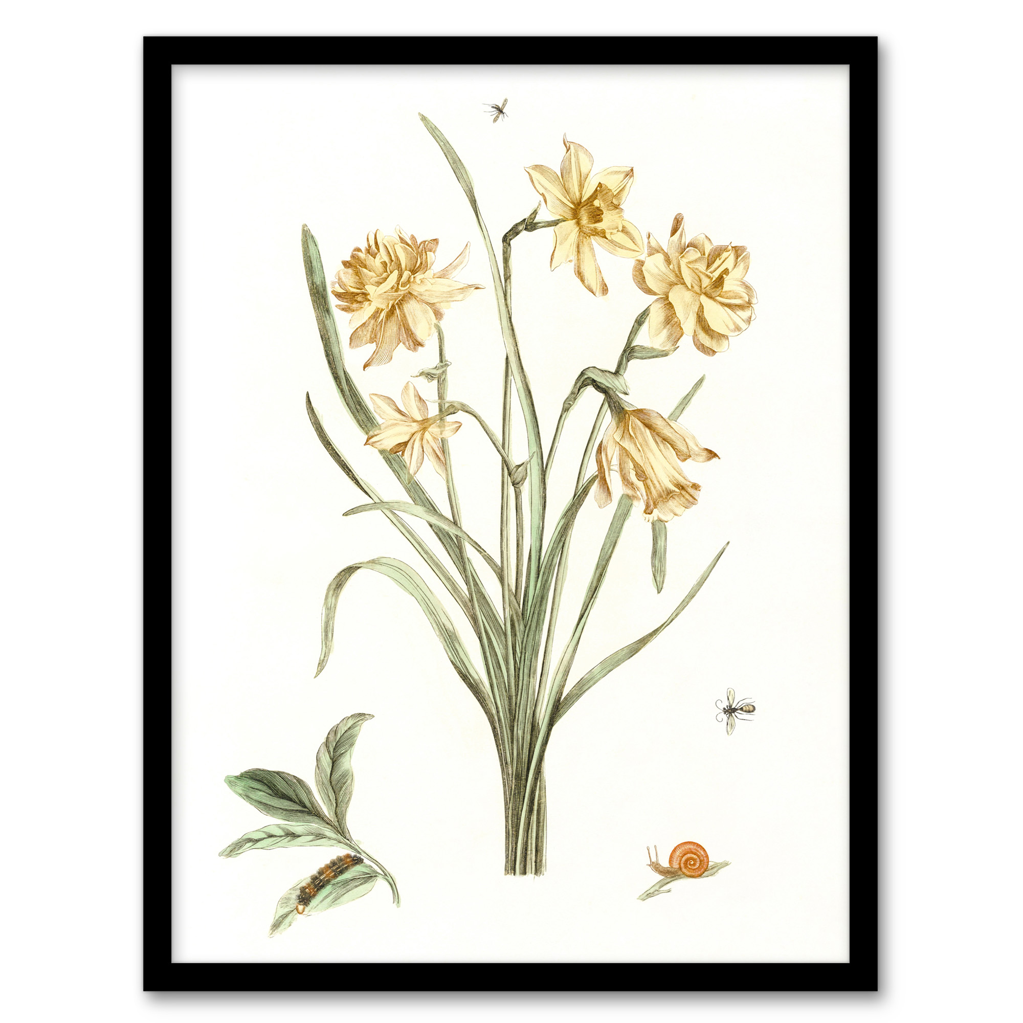 Five Daffodils Vintage Illustration Teyler Framed Wall Art Print A3/A4