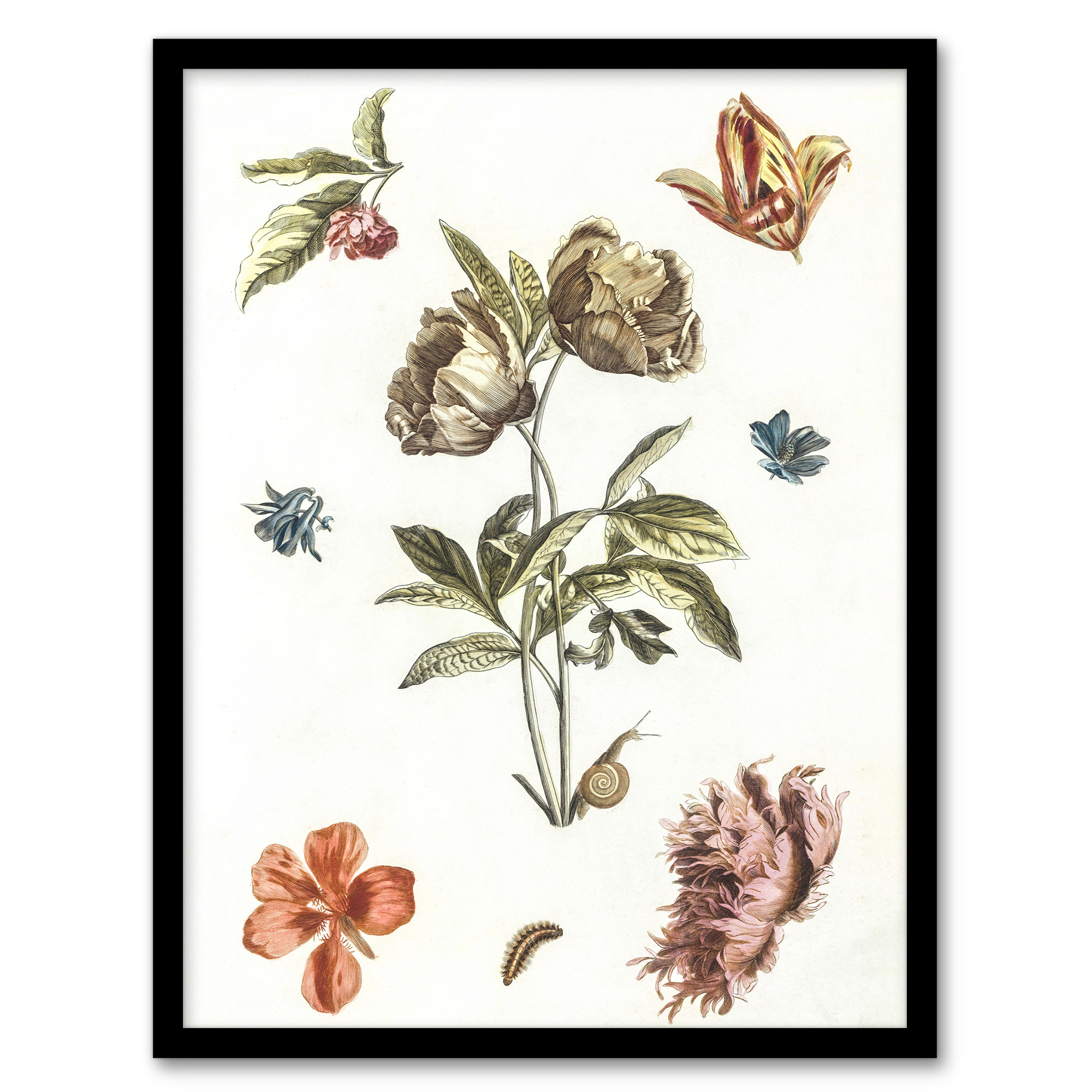 Flowers Snail and a Caterpillar Johan Teyler Framed Wall Art Print A3/A4