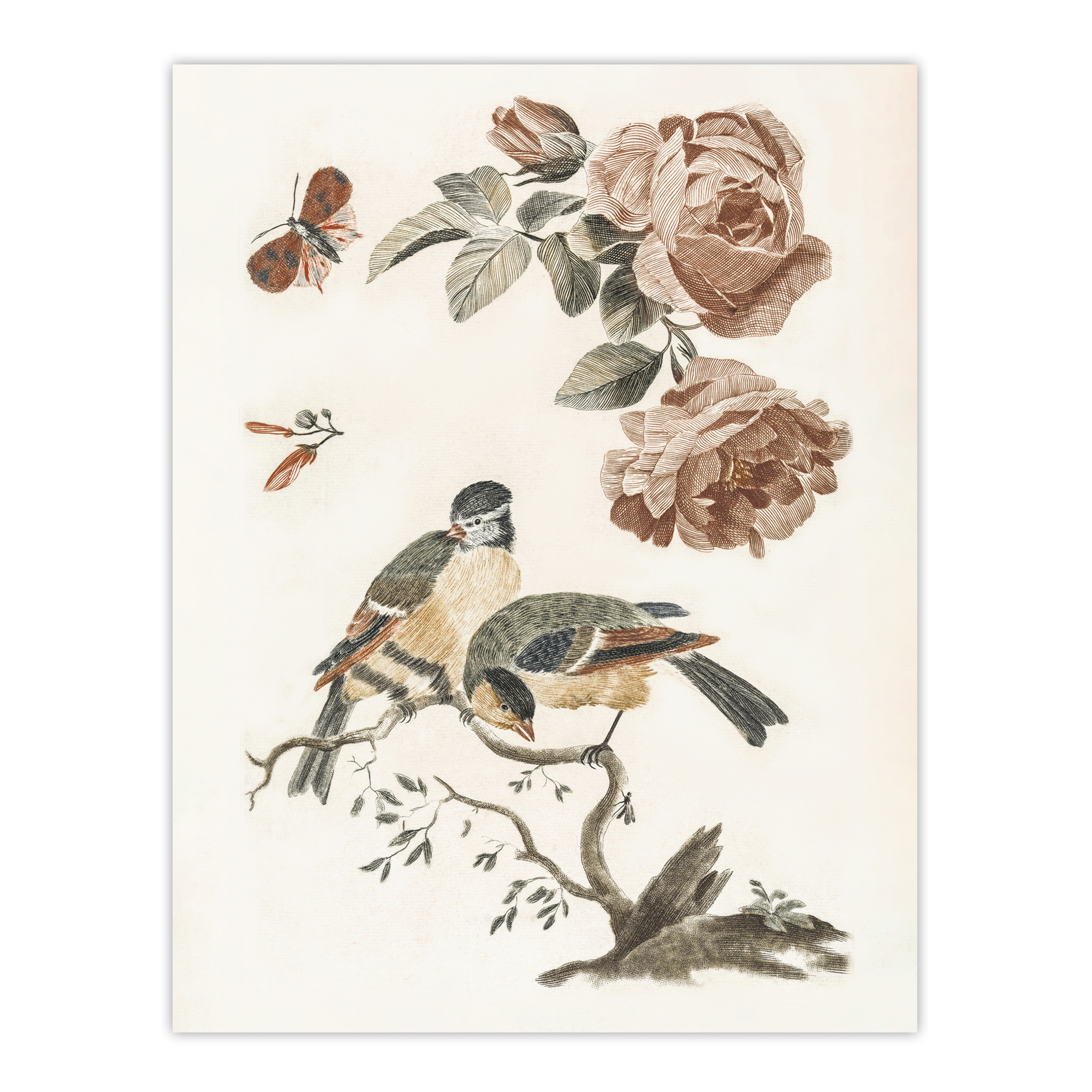 Roses Butterfly A Blue and Great Tit Teyler Wall Art Poster Print