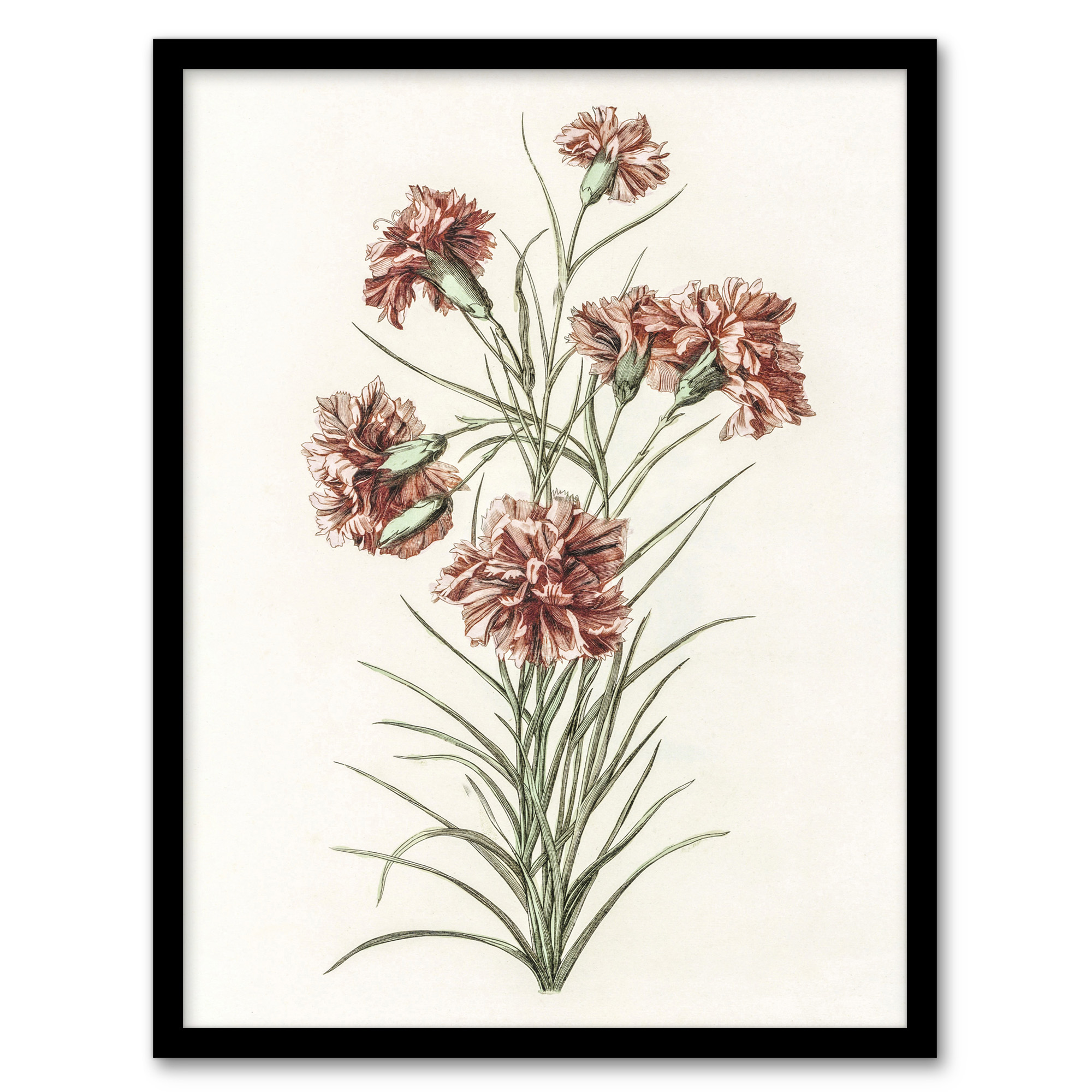 Six Carnations Vintage Illustration Teyler Framed Wall Art Print A3/A4