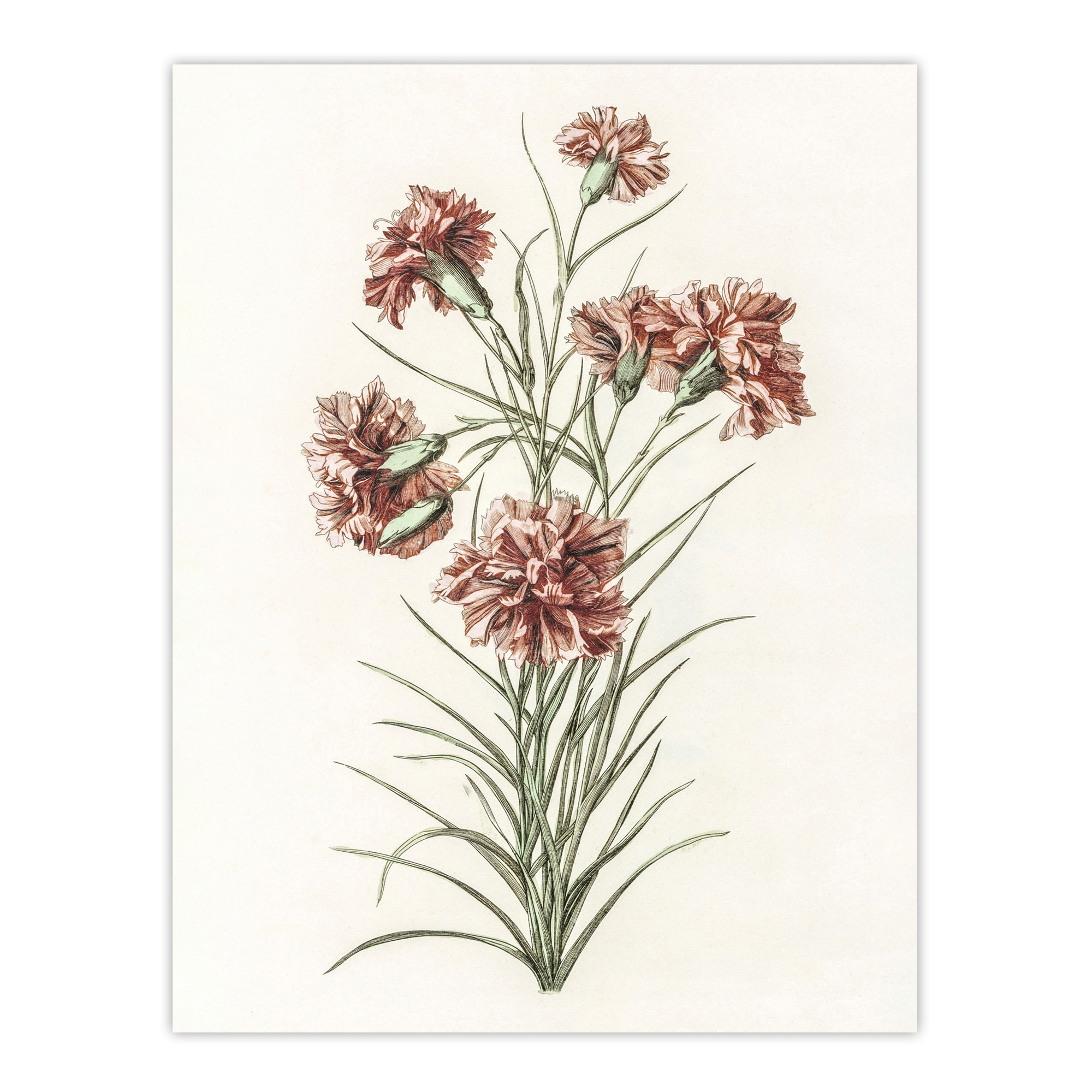 Six Carnations Vintage Illustration Teyler Wall Art Poster Print