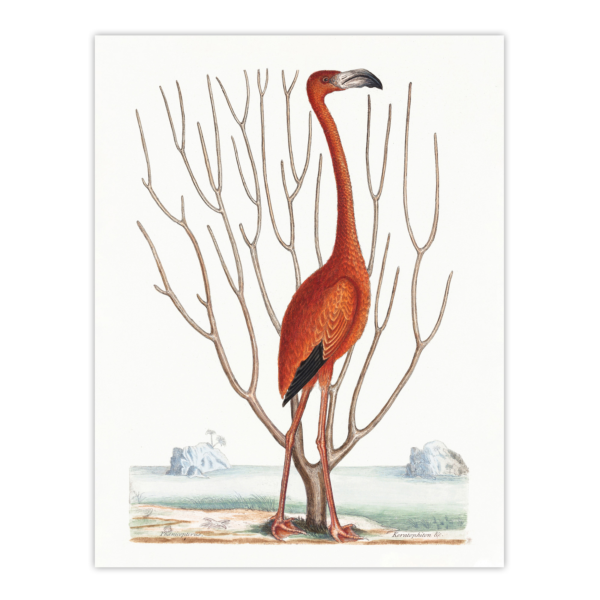 Flamingo Bird Vintage Illustration Catesby Wall Art Poster Print