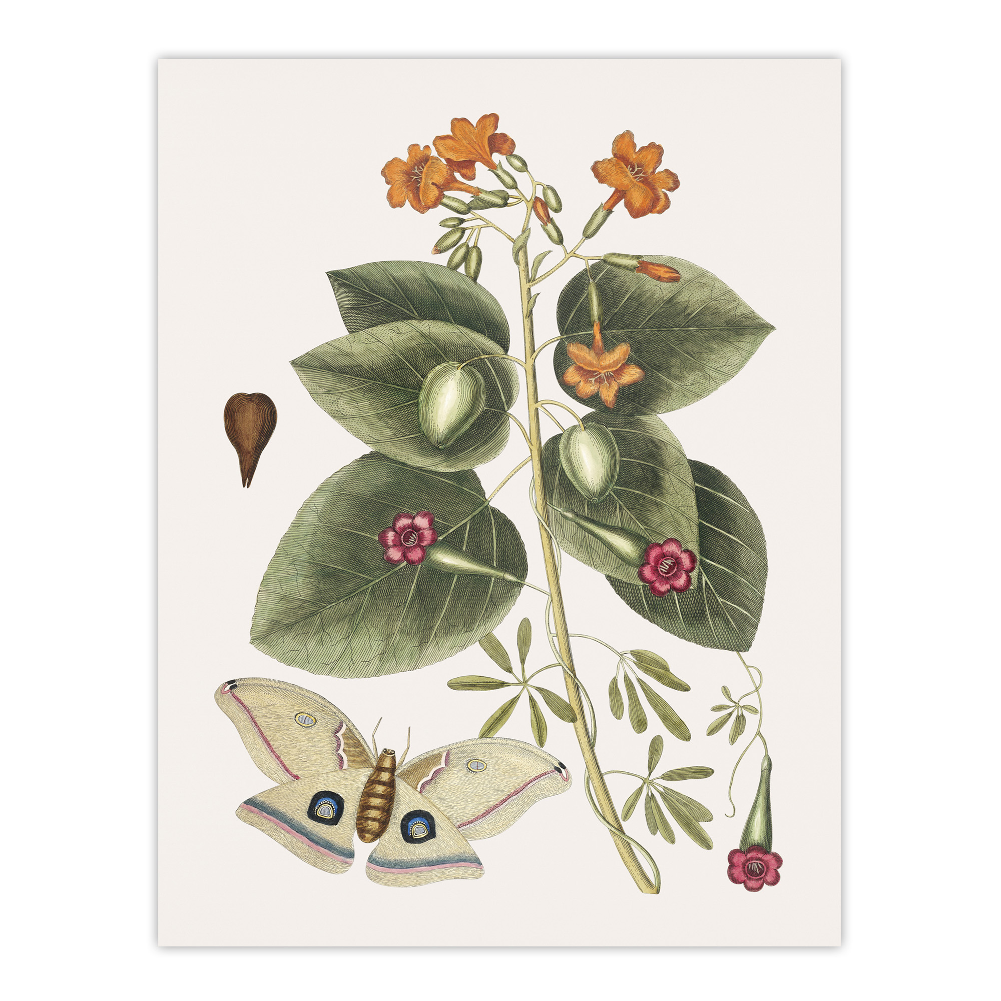 Great Moth Tievine and Geiger Tree Flowers Catesby Wall Art Poster Print